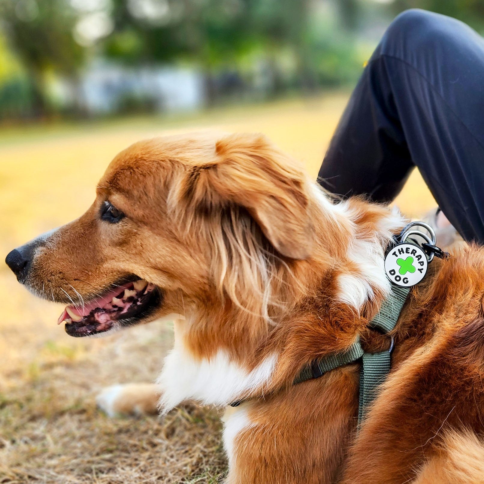 Companion dog harness best sale