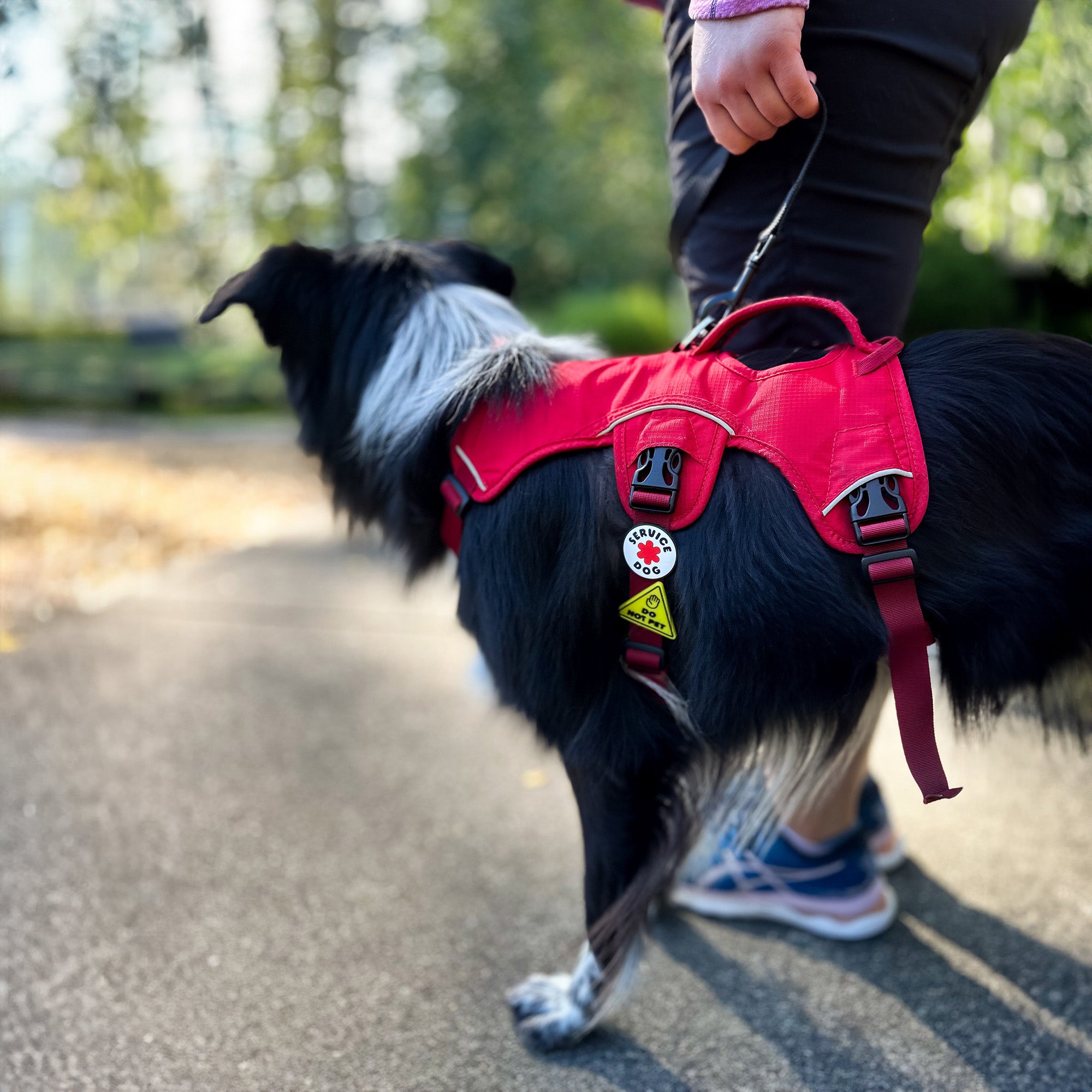 Do not pet leash best sale