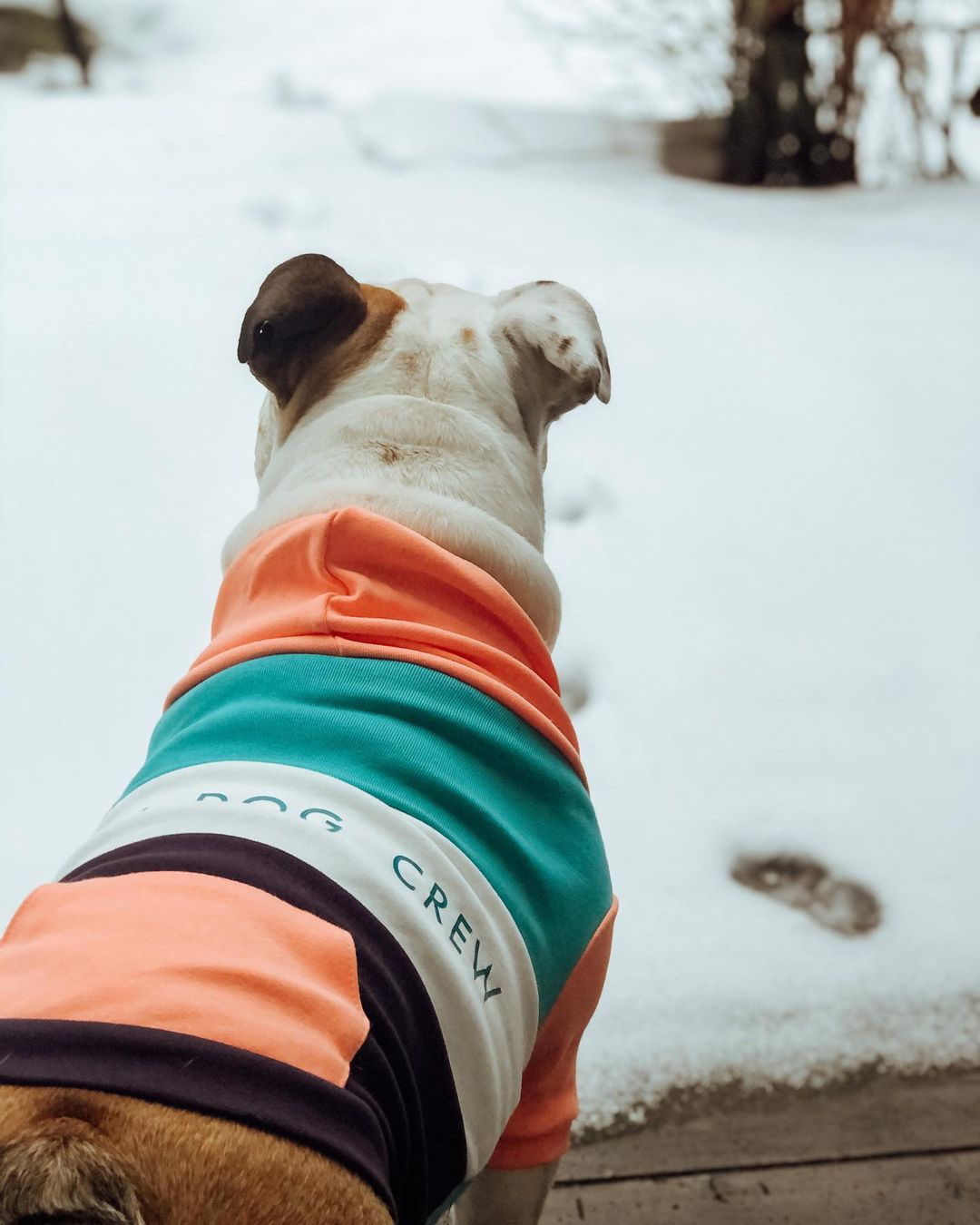 トップス XU DOG fur hoodie Cy-Fur Dog Hoodie – Jiby Dog Crew