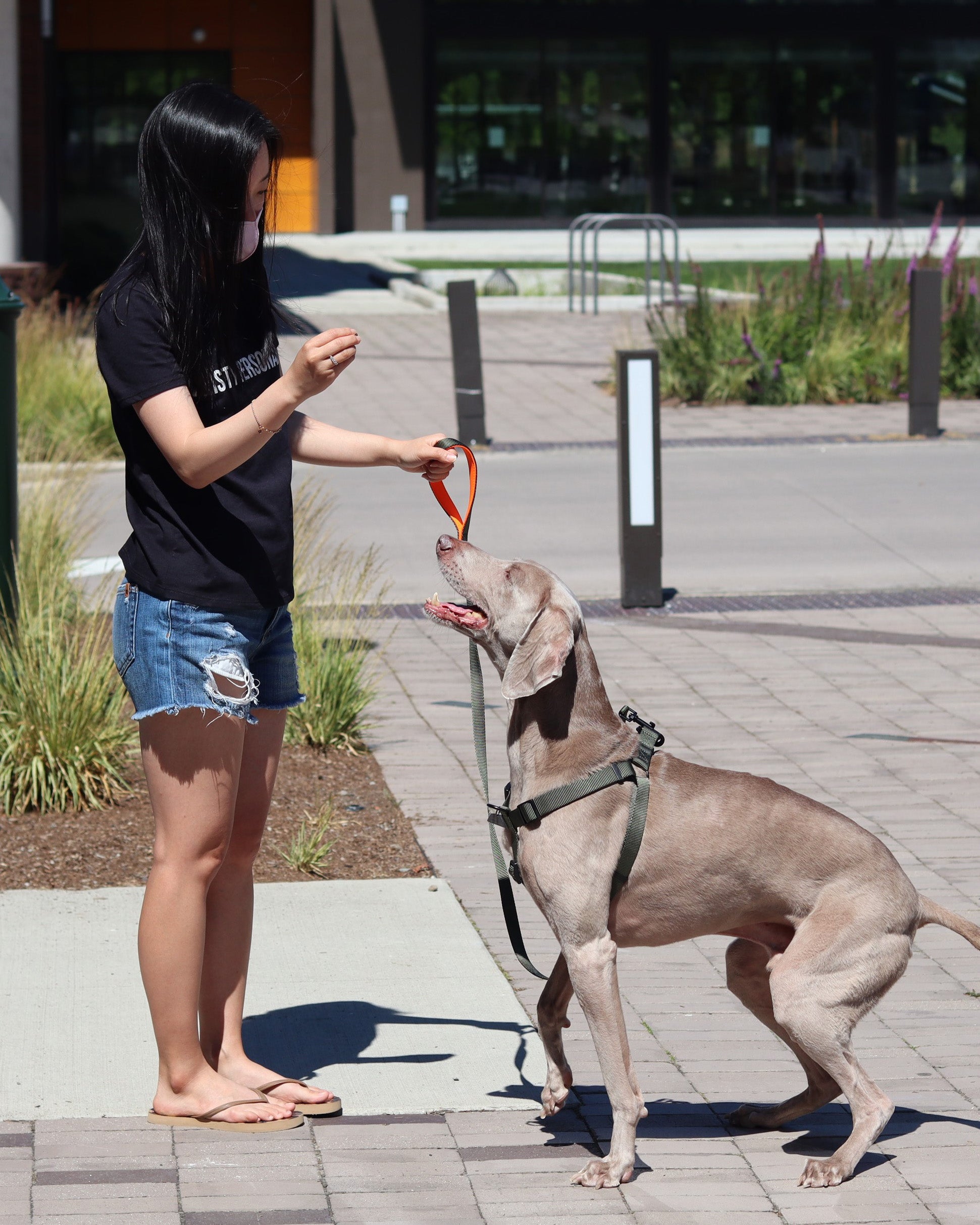 Zubaz Bills Cycle Dog Leash  Good Neighbor Dog Walkers LLC