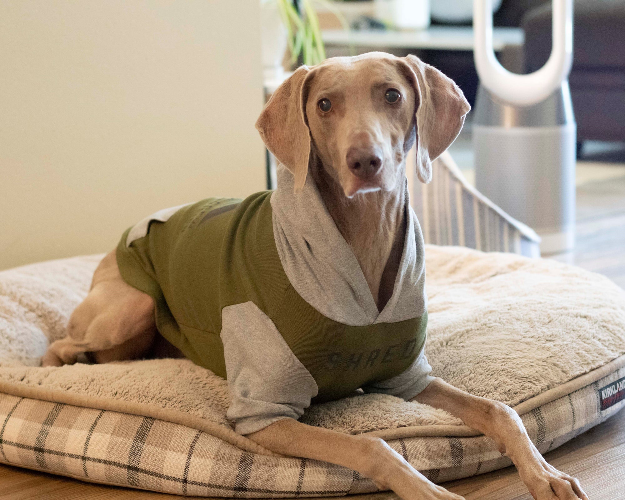 K9 Division Dog Hoodie
