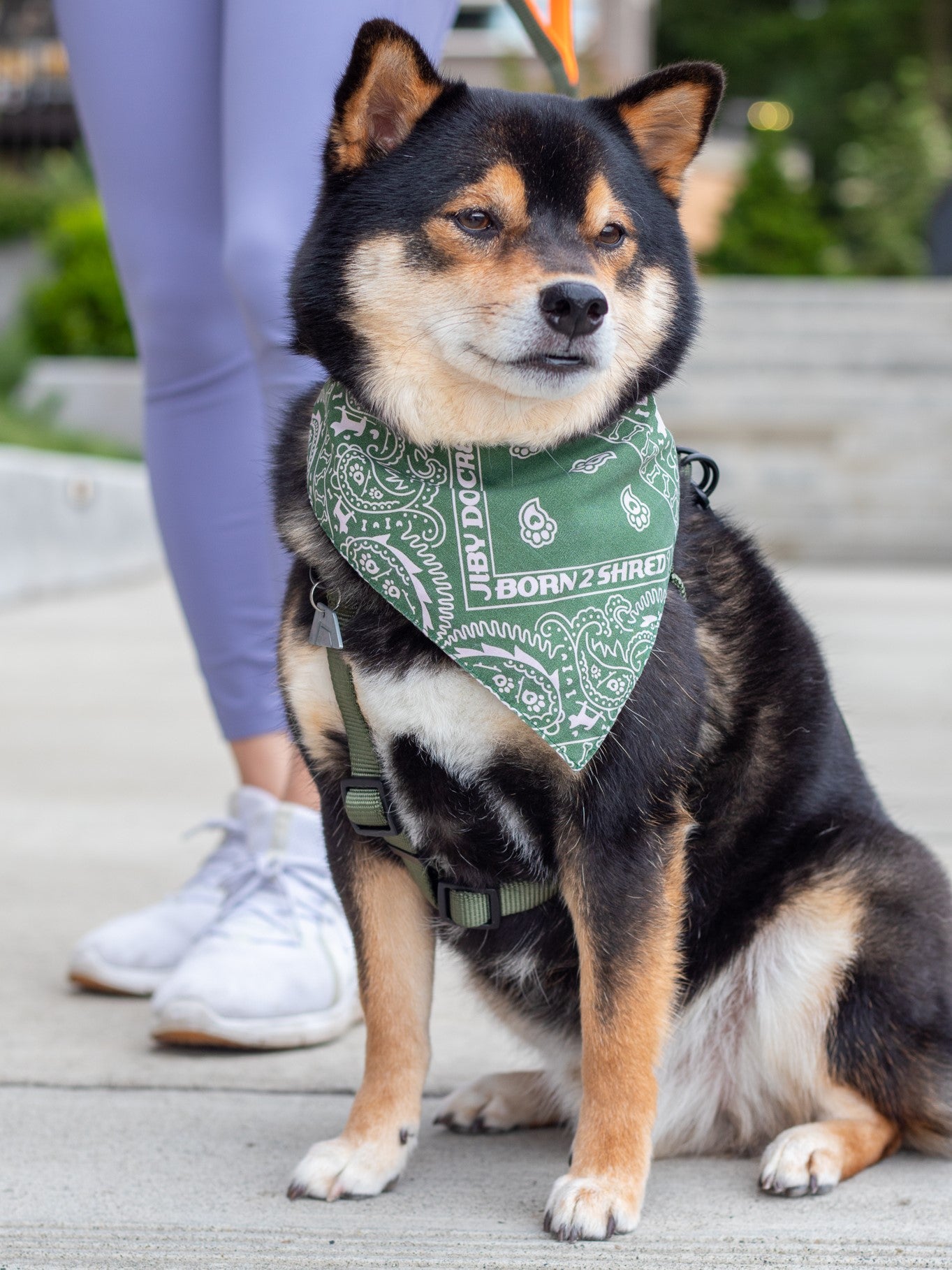 Bandana shiba inu hotsell