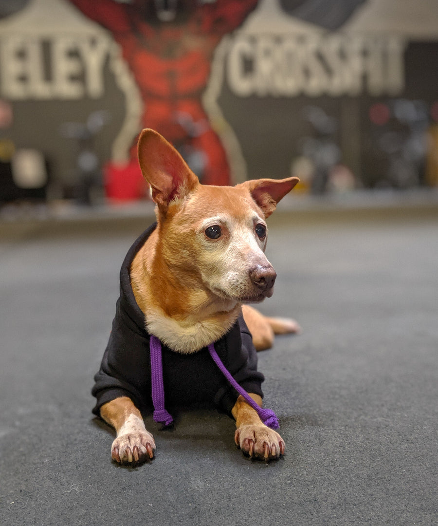 Dog wearing JIBY Bone Hoodie in black at Berkeley Crossfit gym
