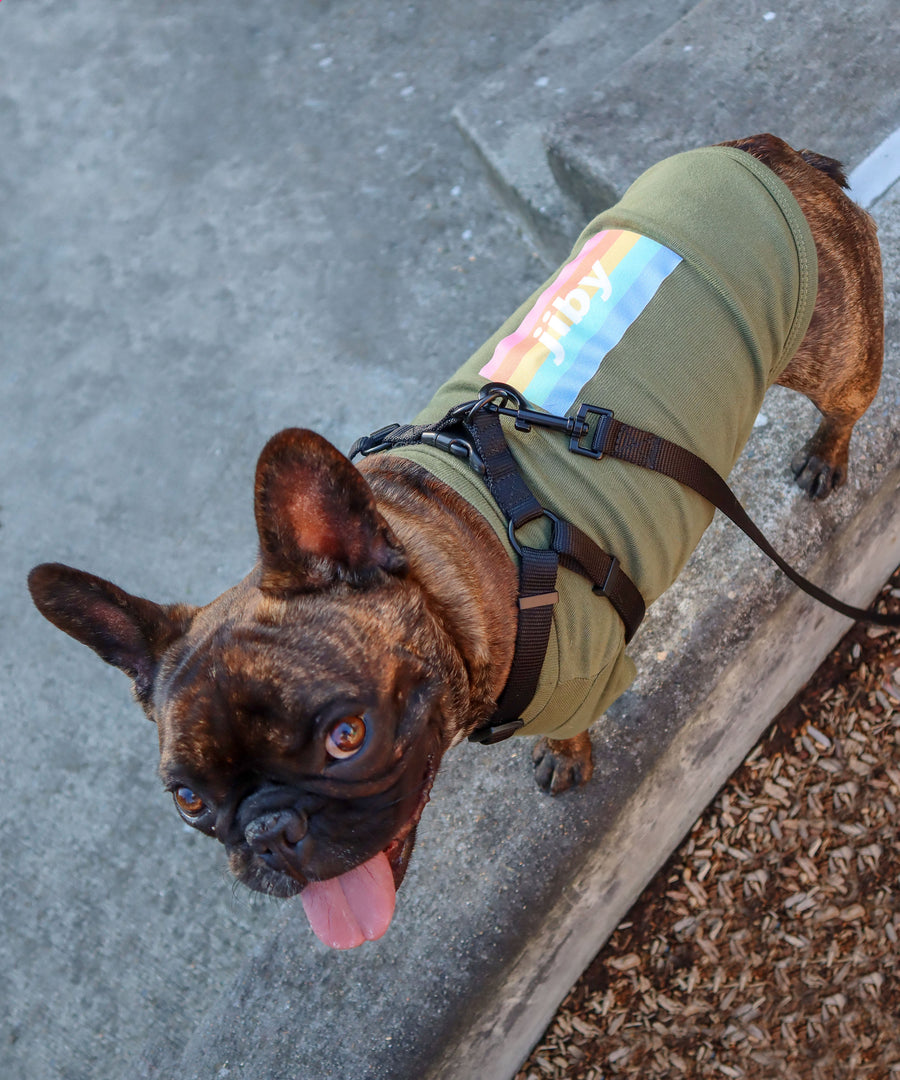 Frenchie dog wearing JIBY step-in harness + leash in black with JIBY Kink Logo custom engraved dog tag and JIBY Rainbow T-shirt in olive at a park (top view)