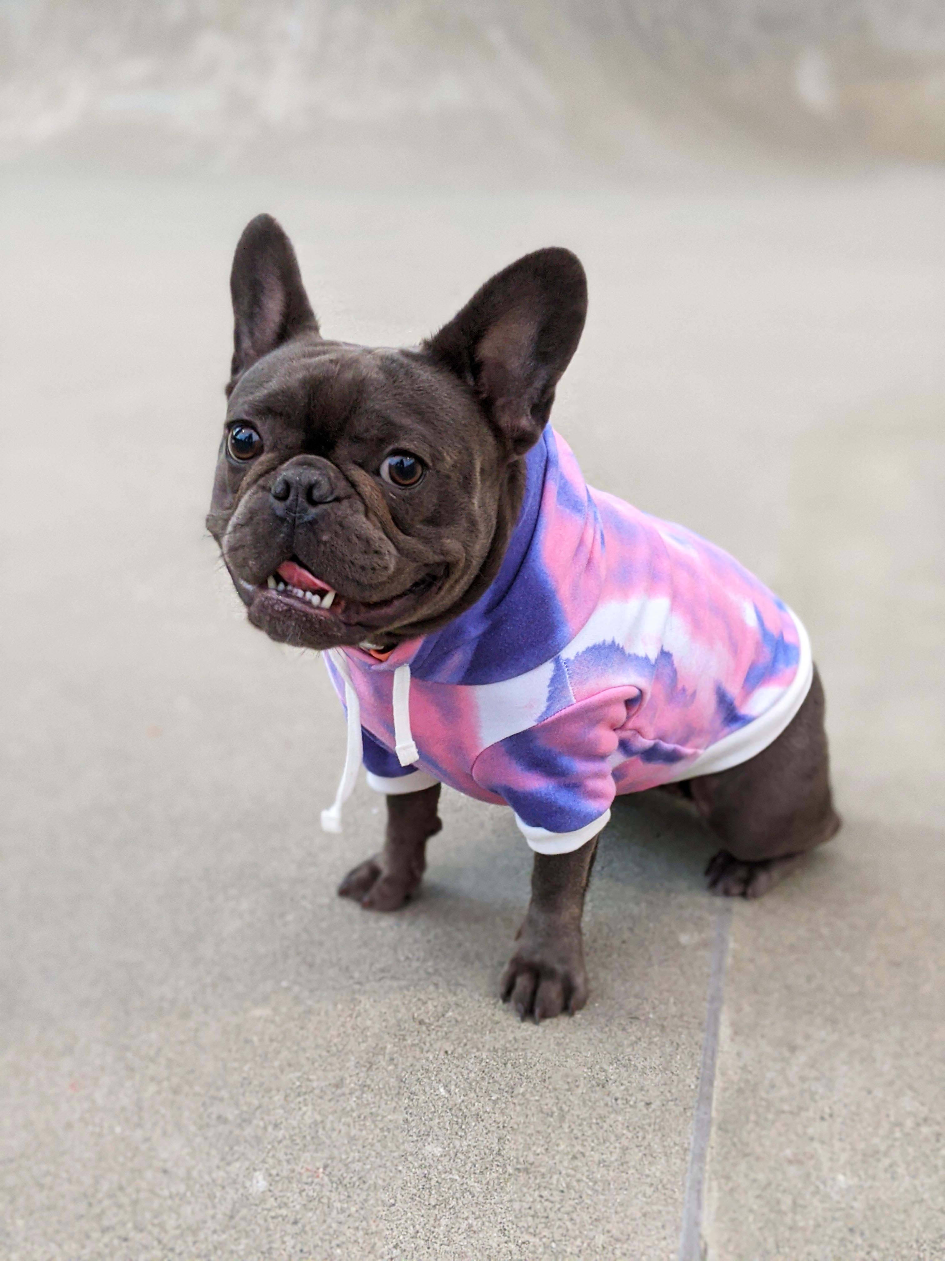 Frenchie Vuitton Sweater | BATPIG Pet Supply