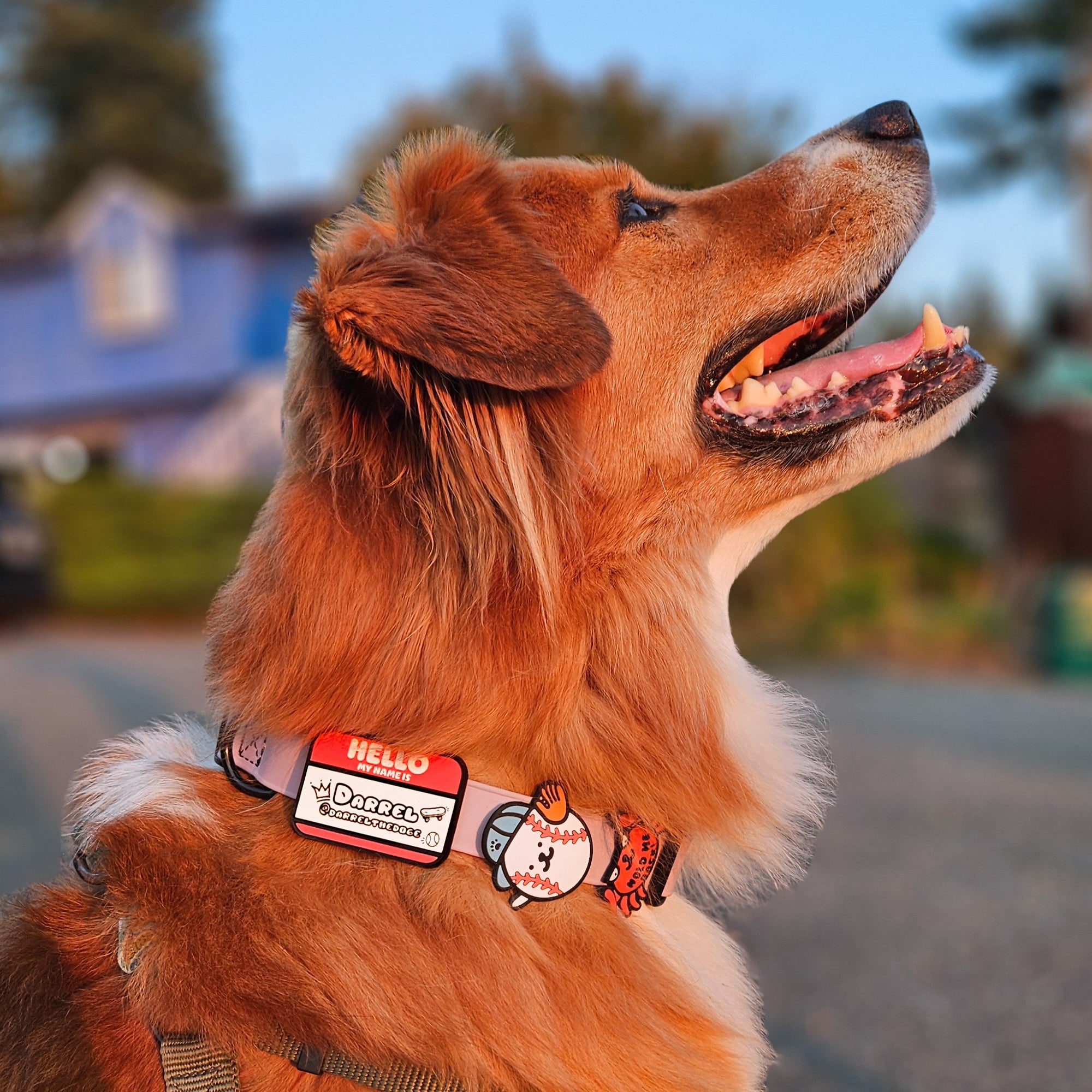 HELLO Jiby Pet ID Tag