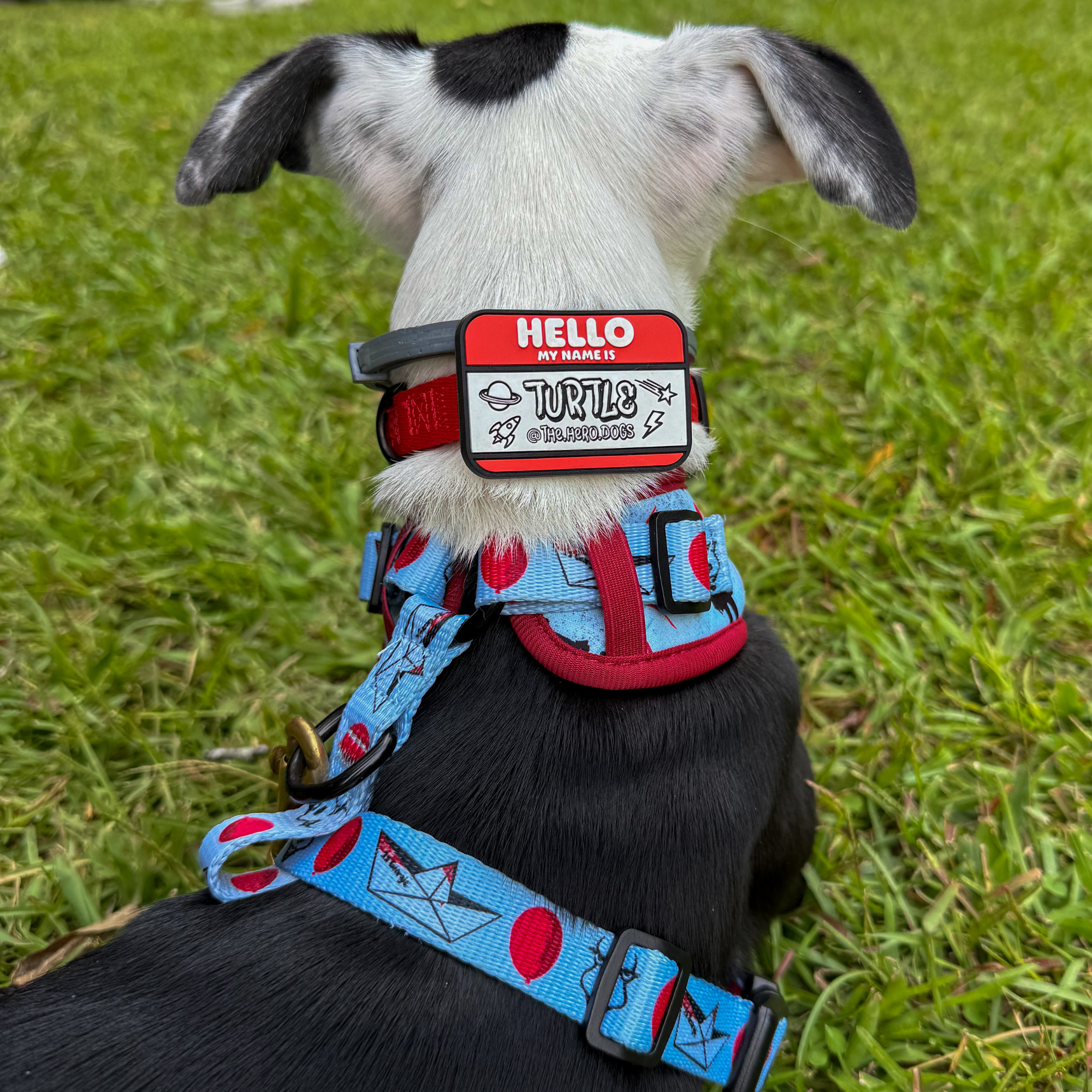 Hello My Name Is Pet ID Jiby