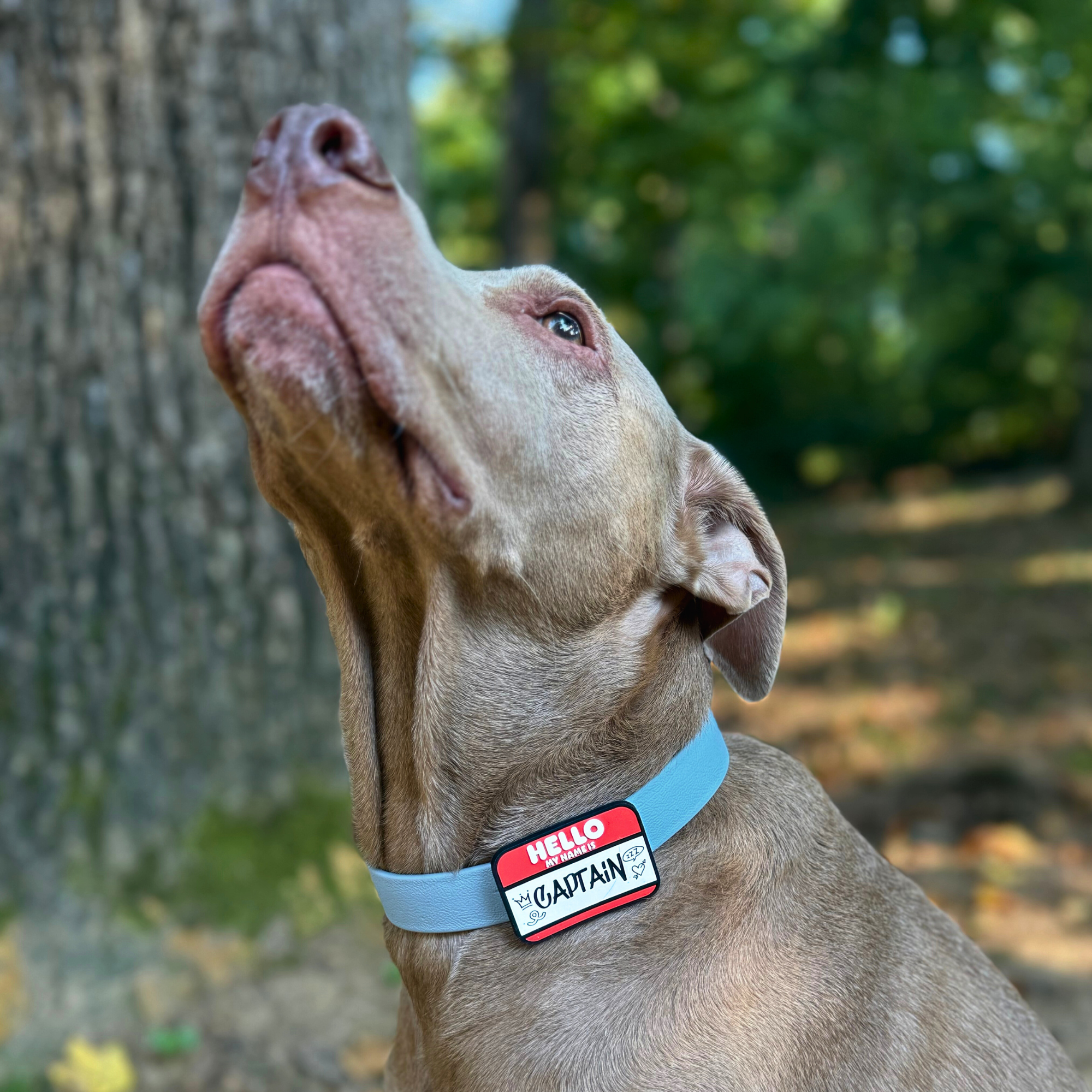 Hello My Name Is Pet ID Jiby