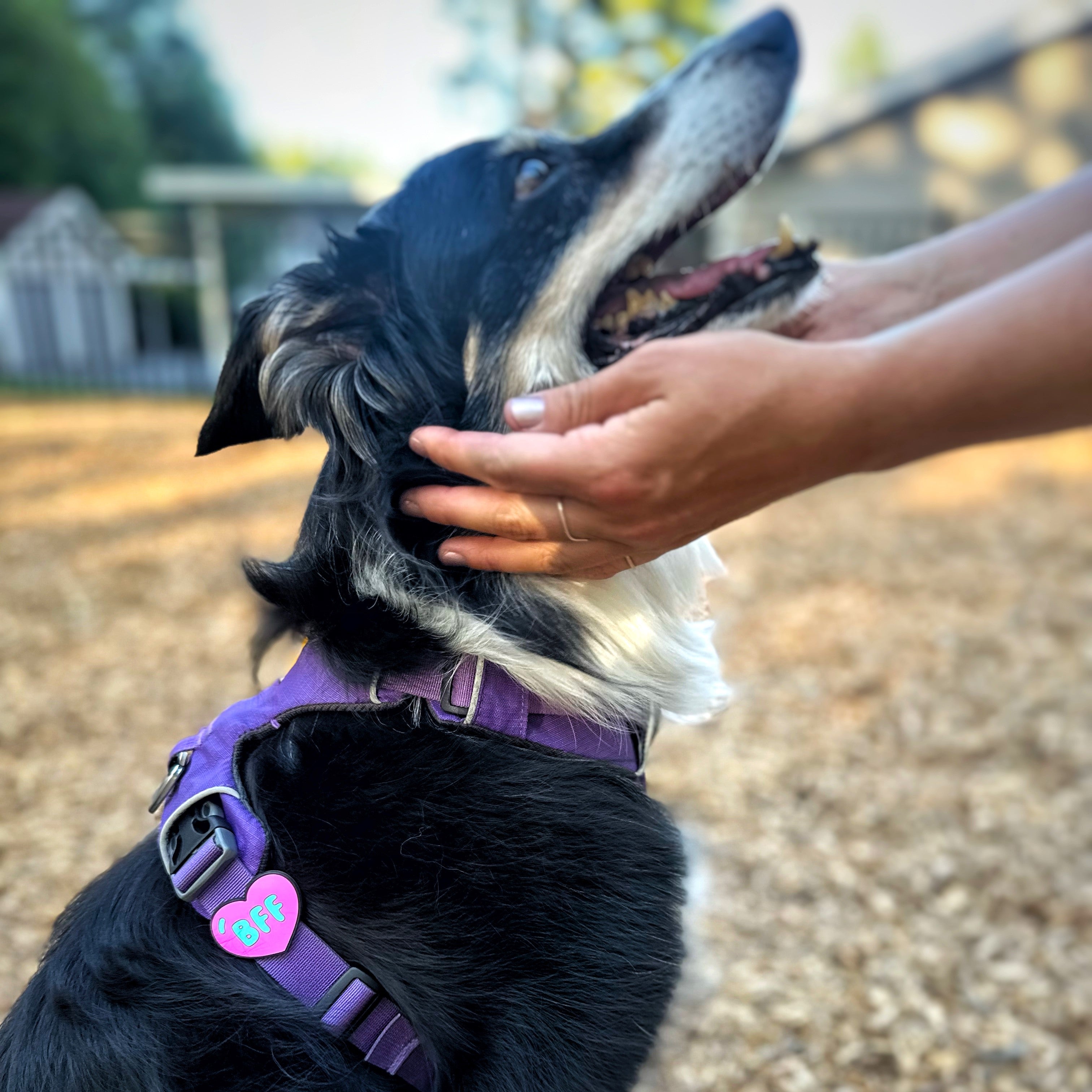 Bff dog collar best sale