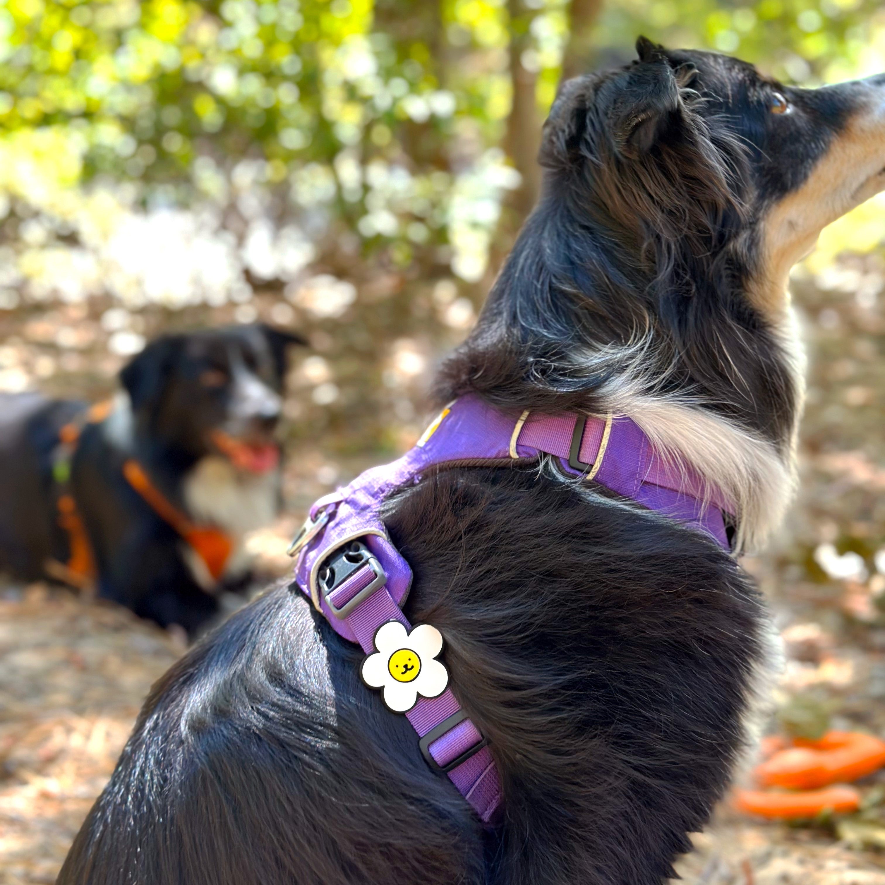 Daisy puppy collar best sale