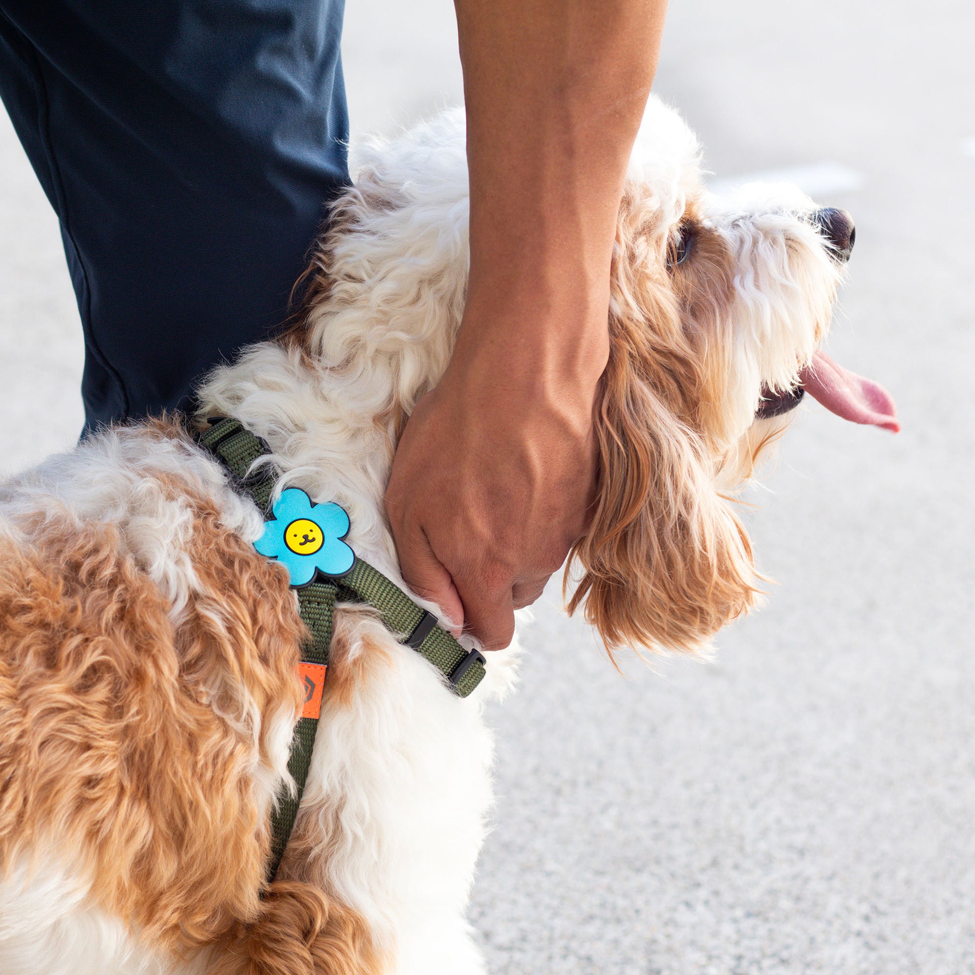 Daisy Dog Badge