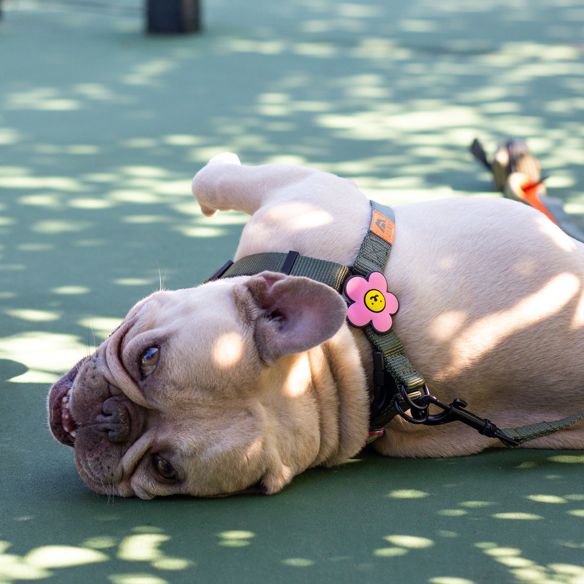 Daisy Dog Badge