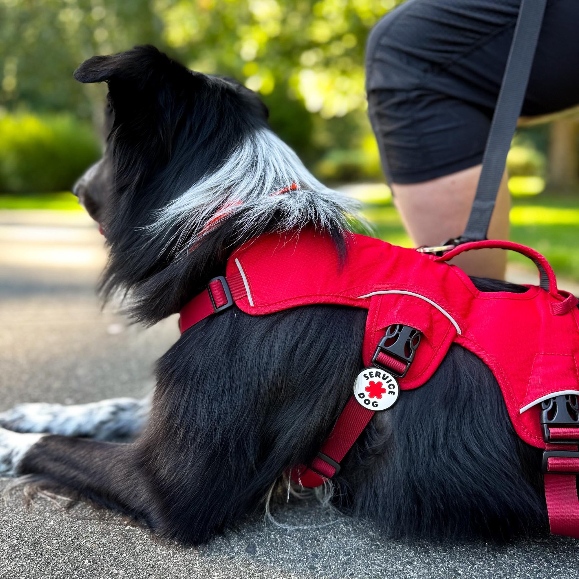 Service Dog Jiby Dog Charm