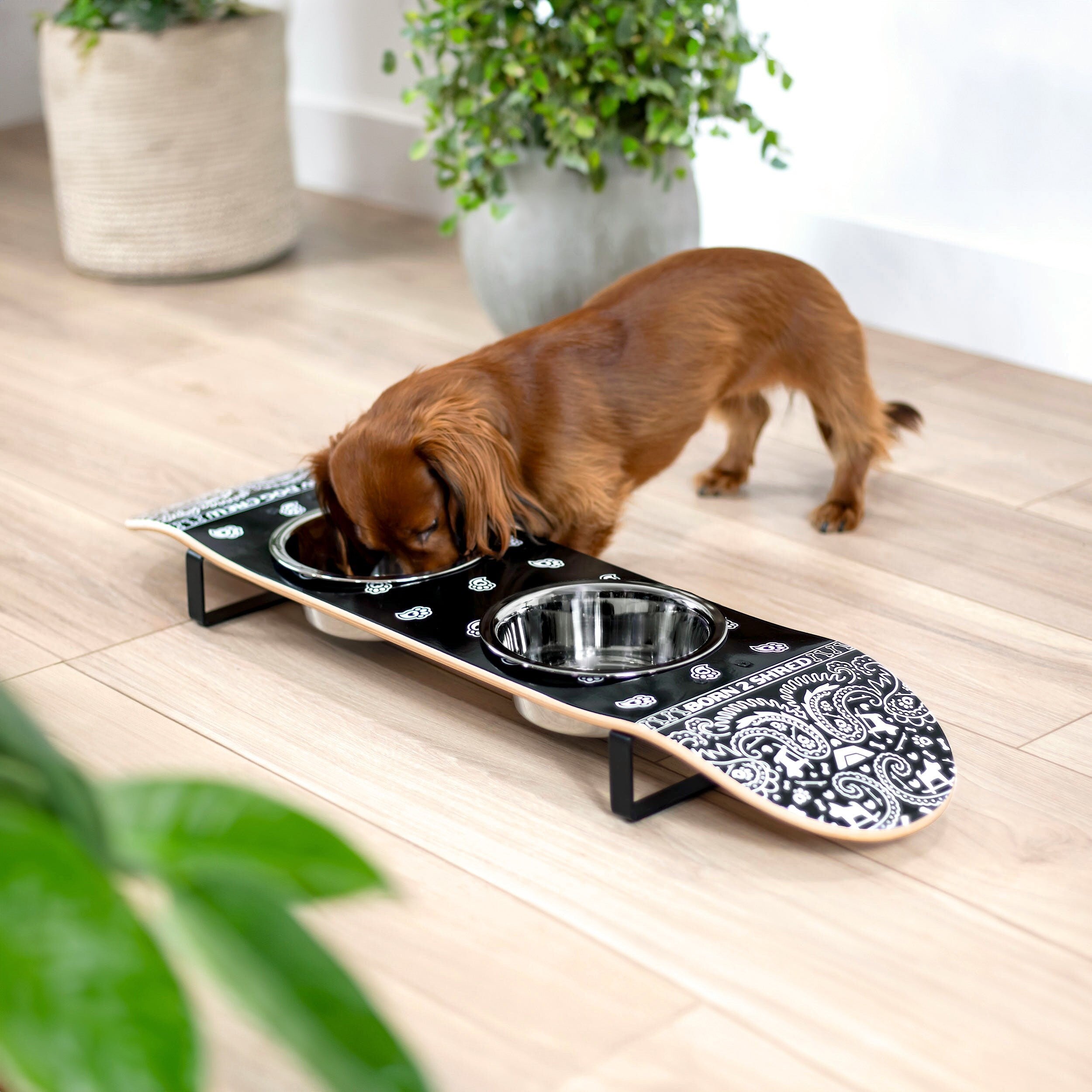PAWSley Black Skateboard Dog Bowl – Jiby Dog Crew