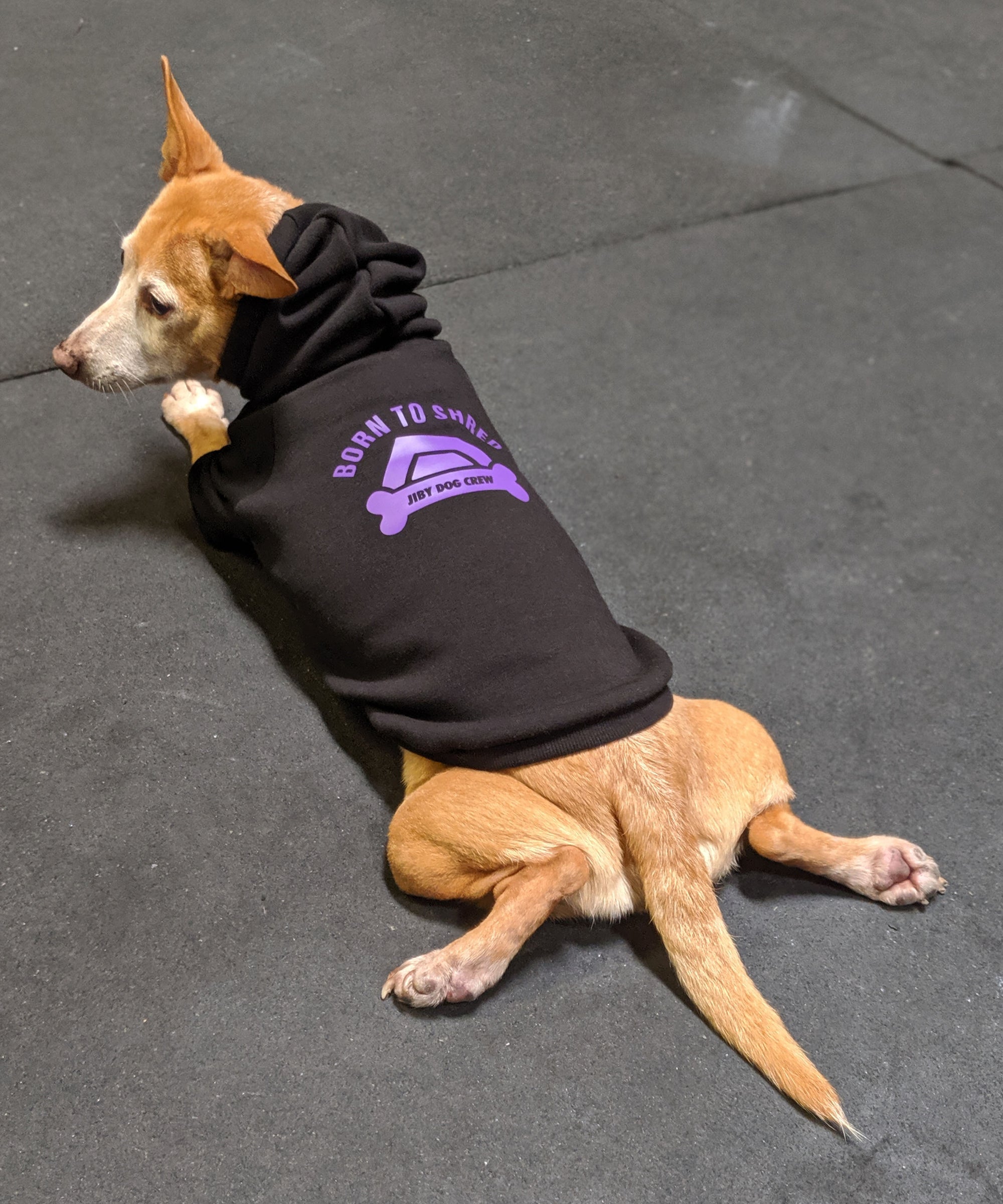 Dog wearing JIBY Bone Hoodie in black at Berkeley Crossfit gym