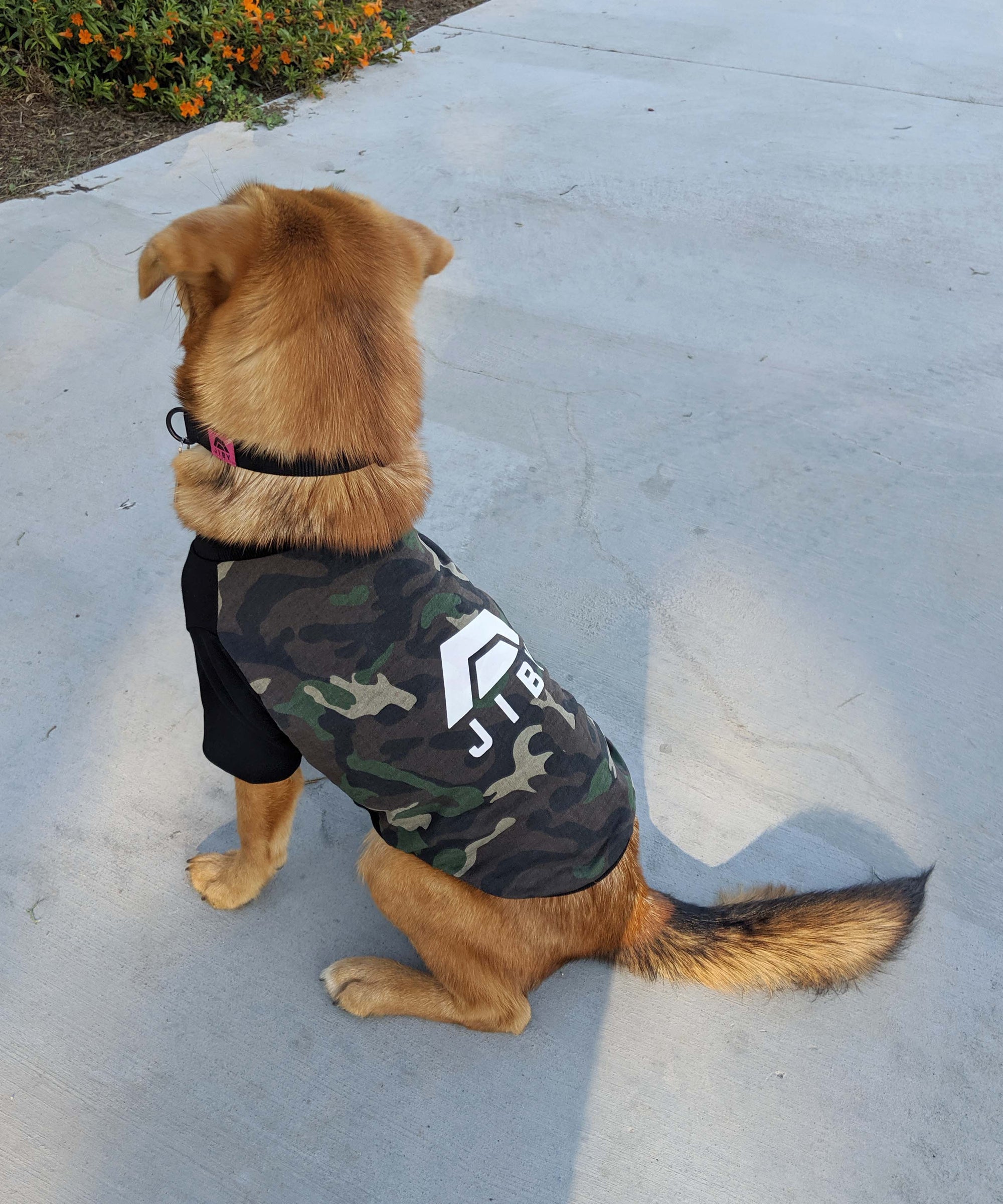 Dog wearing JIBY collar in black and JIBY Jungle Camo crewneck