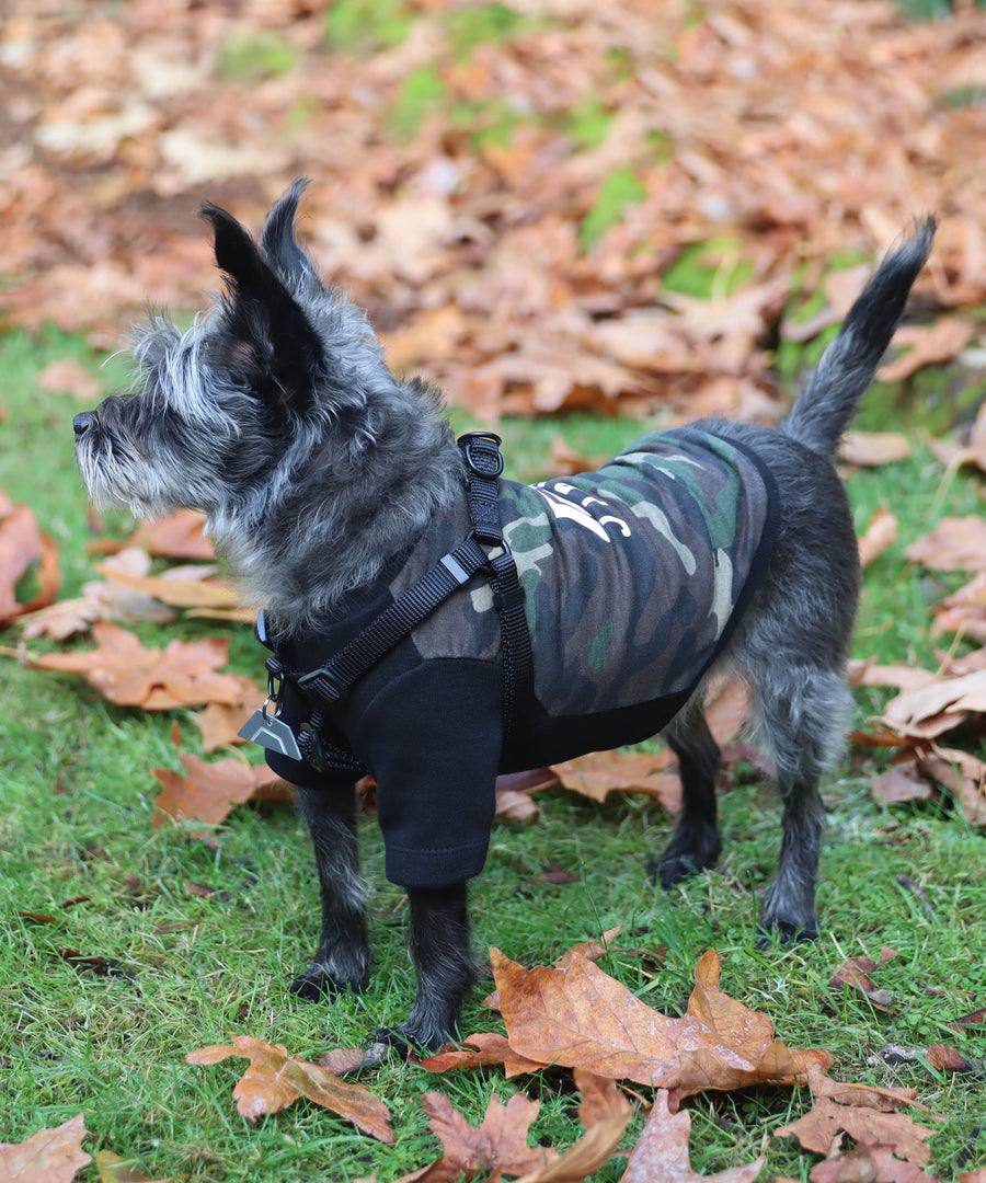 Dog wearing JIBY step-in harness in black with JIBY Kink Logo custom engraved dog tag and JIBY Jungle Camo crewneck
