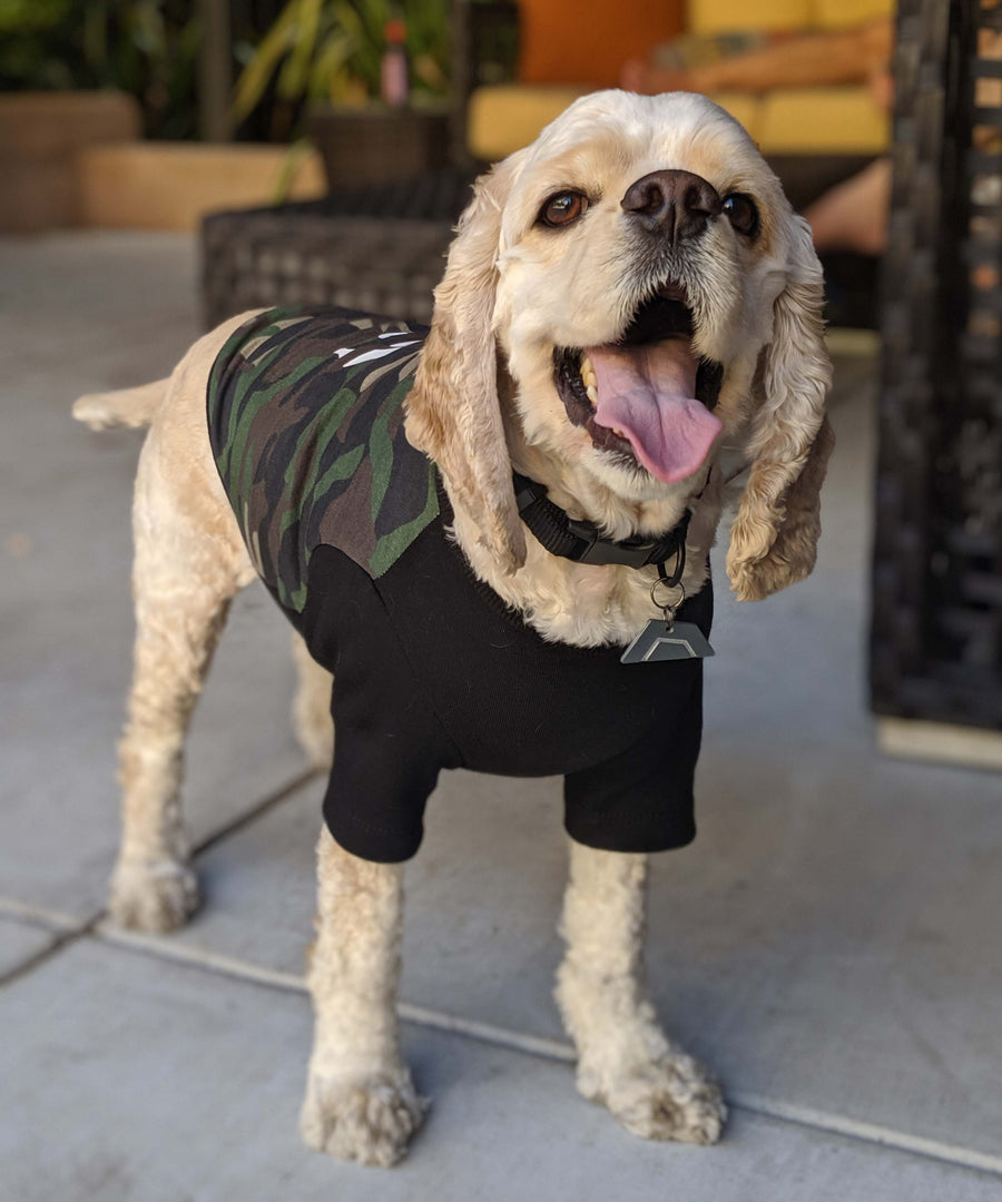 Dog wearing JIBY collar in black with JIBY Kink Logo custom engraved dog tag and JIBY Jungle Camo crewneck