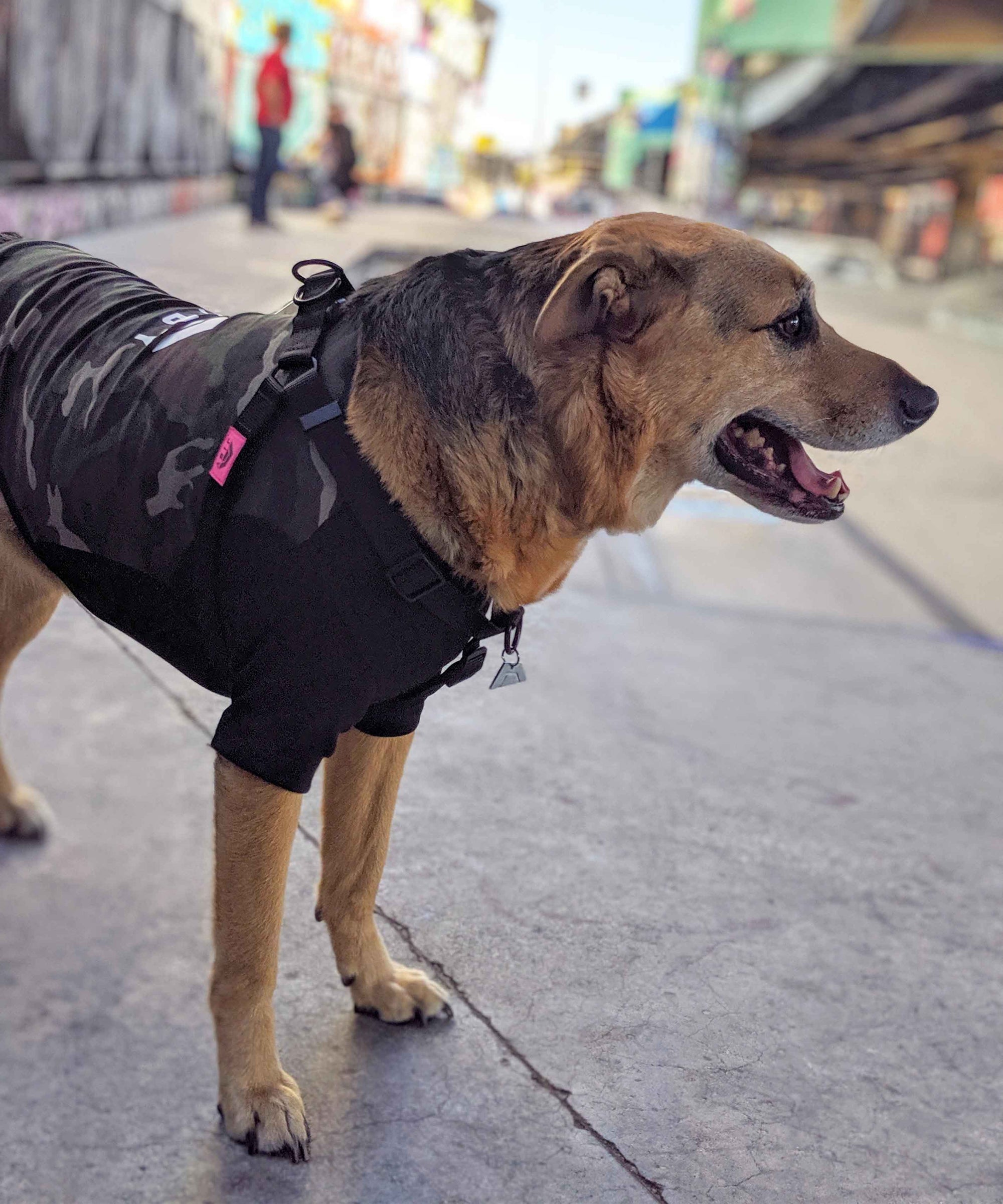 Dog wearing JIBY step-in harness in black with JIBY Kink Logo custom engraved dog tag and JIBY Jungle Camo crewneck