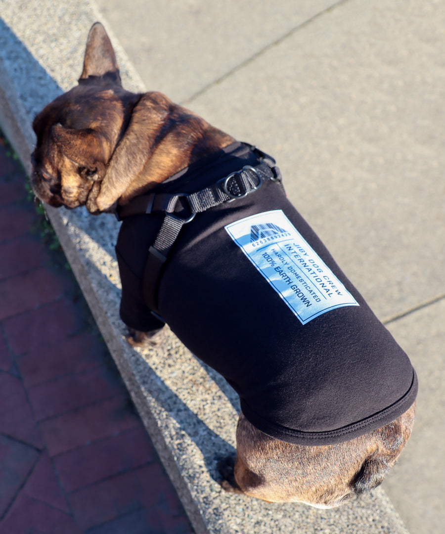 Frenchie dog wearing JIBY step-in harness in black and JIBY Hardly Domesticated T-shirt in black at a park