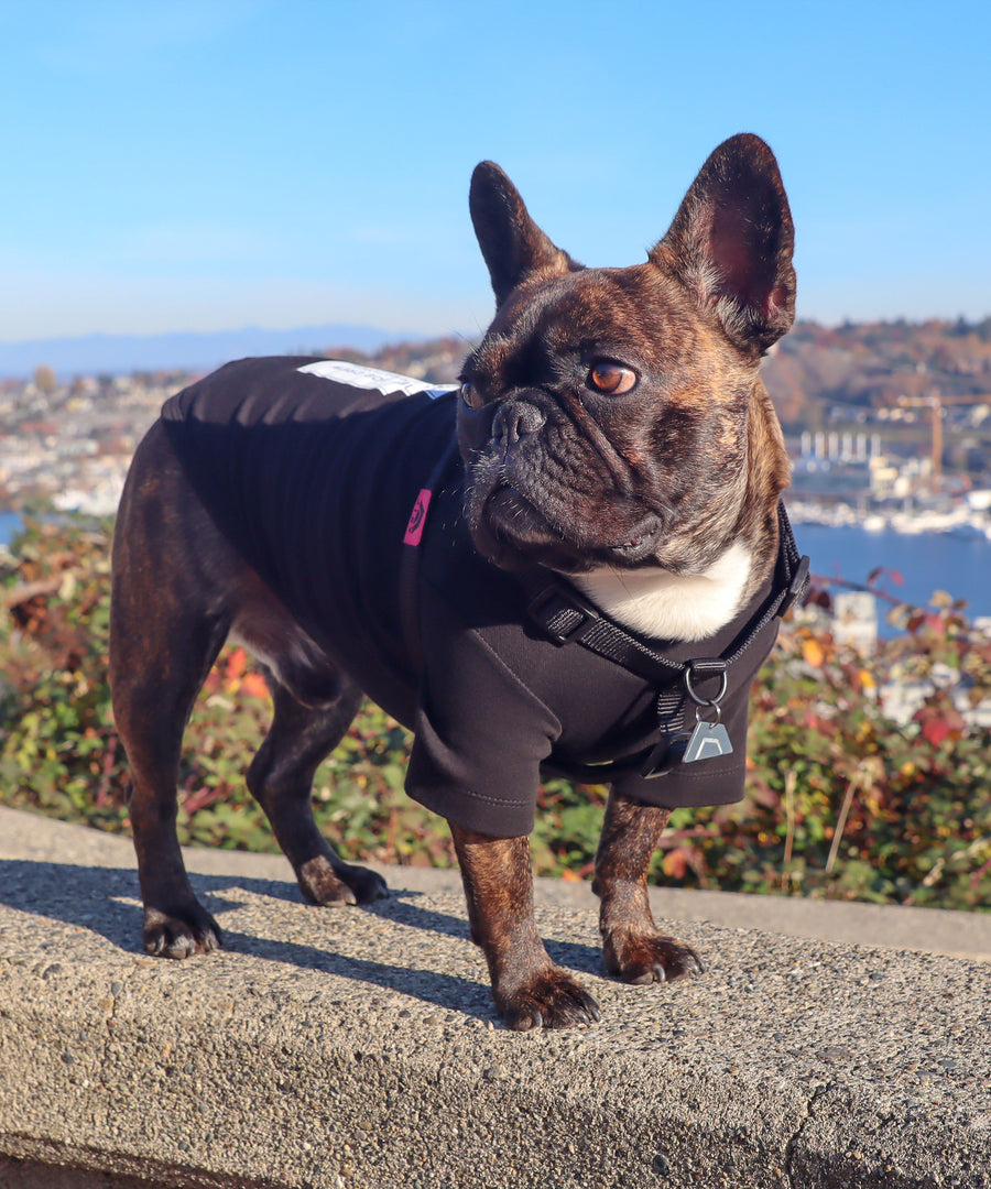 Frenchie dog wearing JIBY step-in harness in black with JIBY Kink Logo custom engraved dog tag and JIBY Hardly Domesticated T-shirt in black at a park