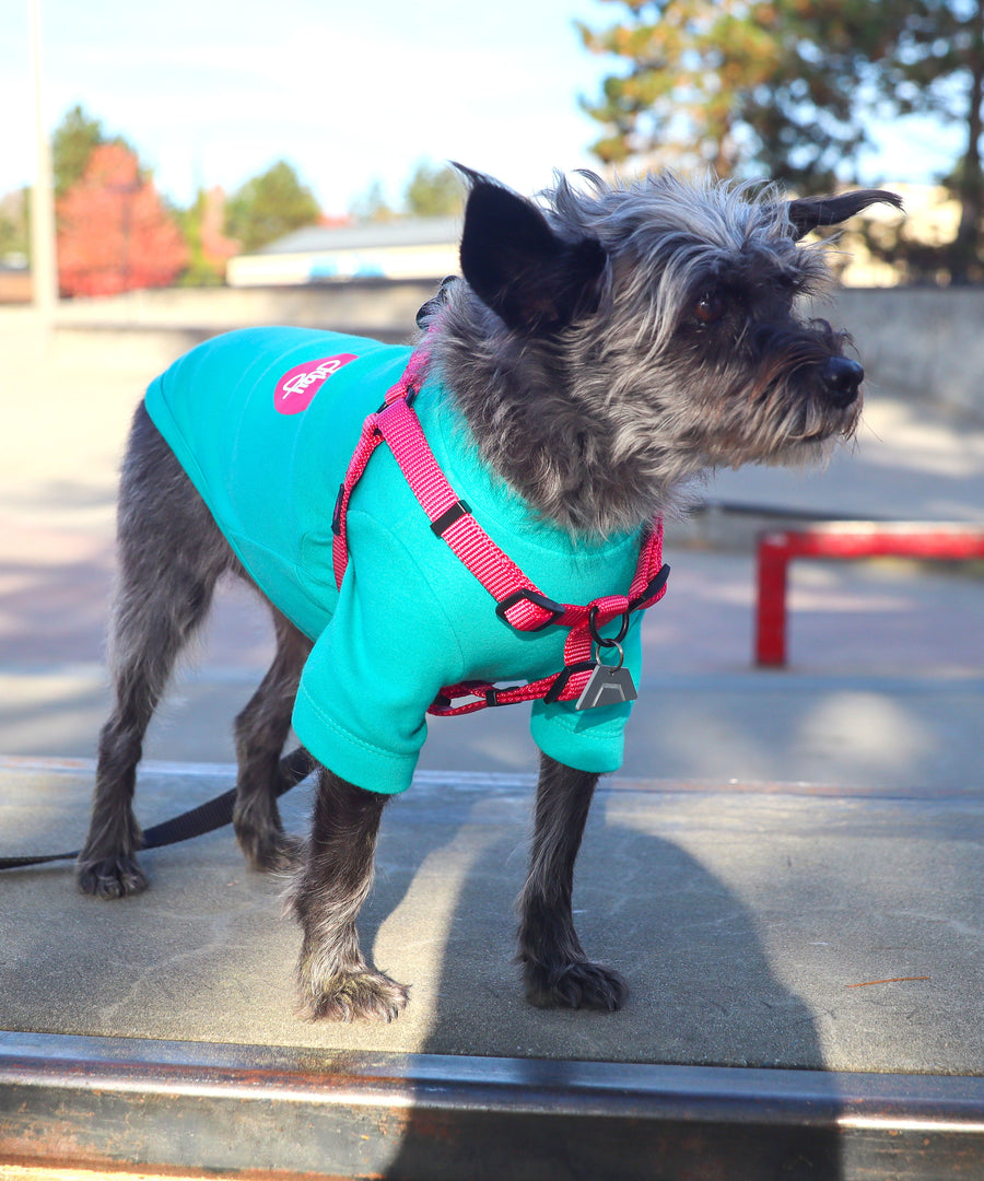 Dog wearing JIBY step-in harness in magenta with JIBY Kink Logo custom engraved dog tag and JIBY Heart T-shirt in turquoise at a skatepark