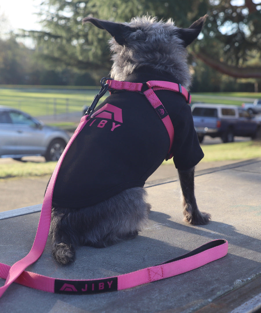 Dog wearing JIBY step-in harness + leash in magenta and JIBY Kink Logo crewneck in black at a skatepark
