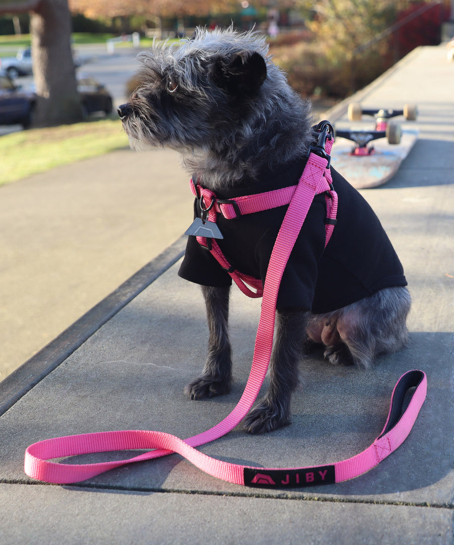Dog wearing JIBY step-in harness + leash in magenta with JIBY Kink Logo custom engraved dog tag and JIBY Kink Logo crewneck in black at a skatepark
