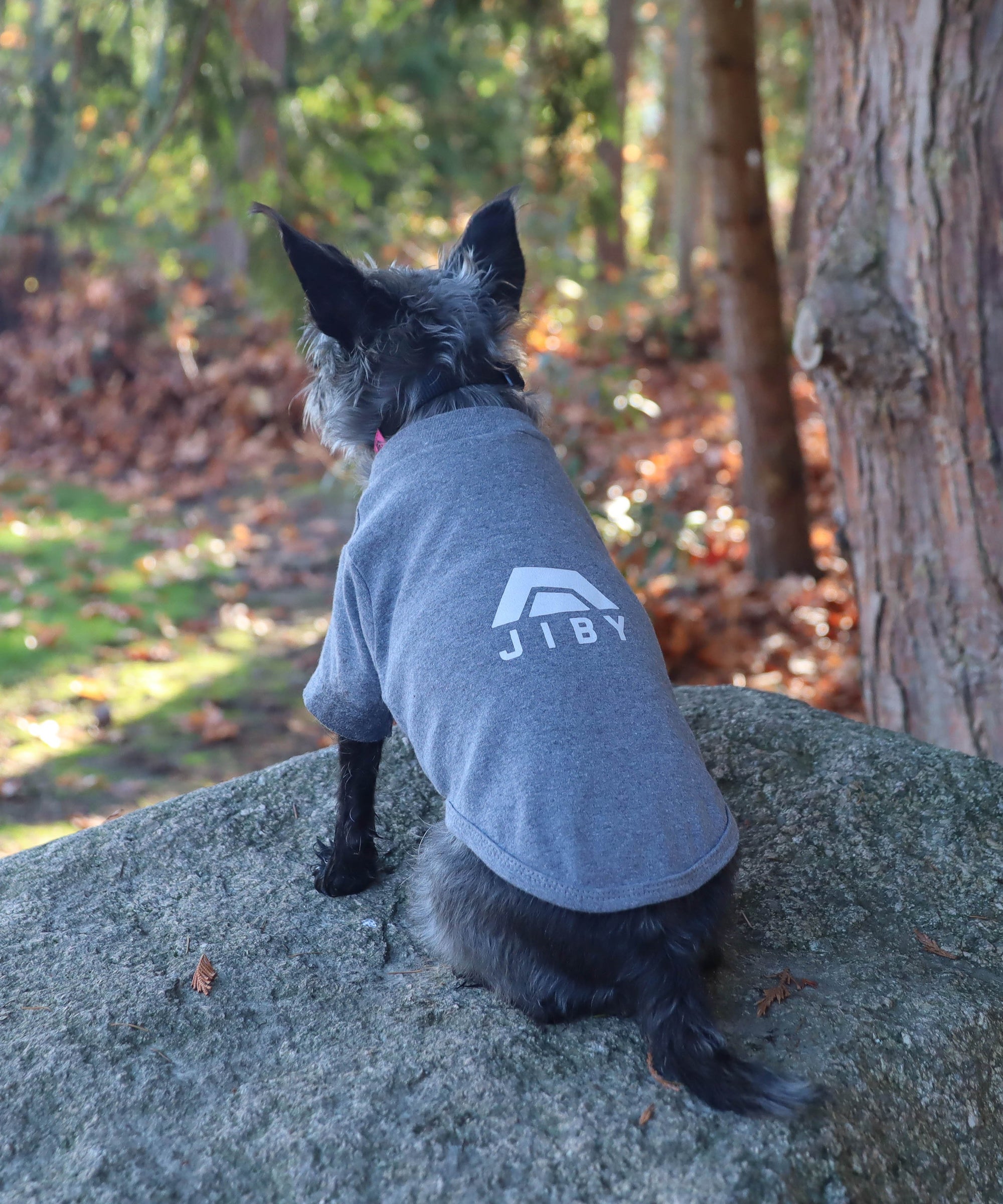 Dog wearing JIBY collar in black and JIBY Kink logo T-shirt in grey (back view)