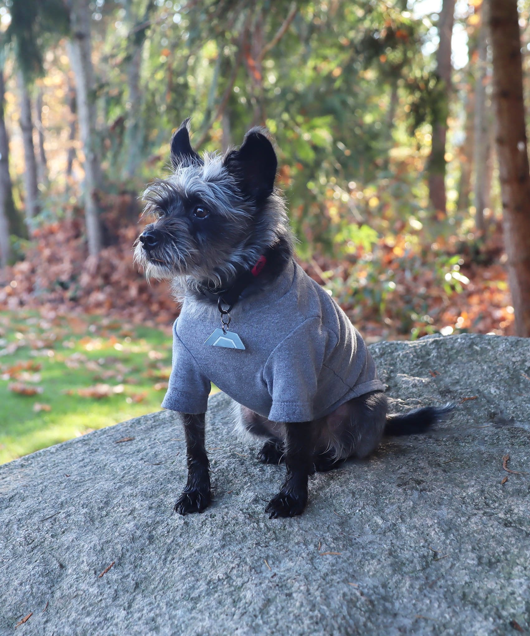 Dog wearing JIBY collar in black with JIBY Kink Logo custom engraved dog tag and JIBY Kink logo T-shirt in grey