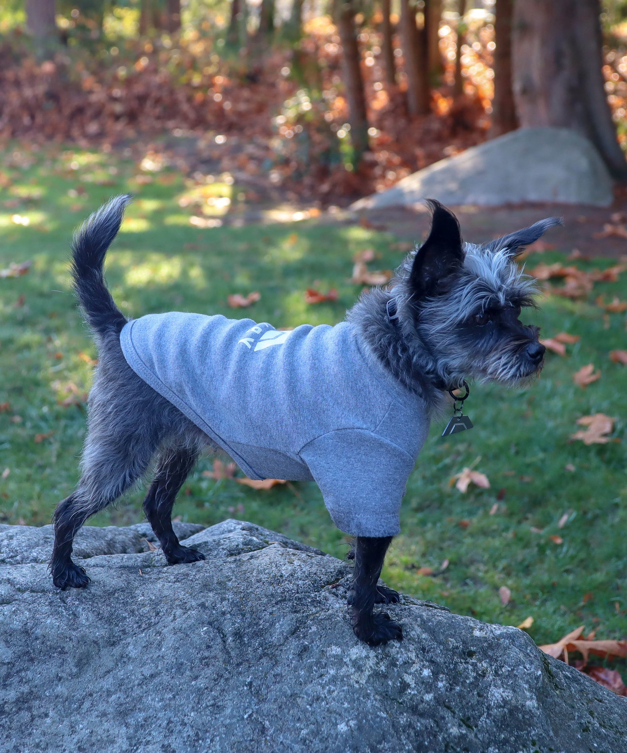 Dog wearing JIBY collar in black with JIBY Kink Logo custom engraved dog tag and JIBY Kink logo T-shirt in grey