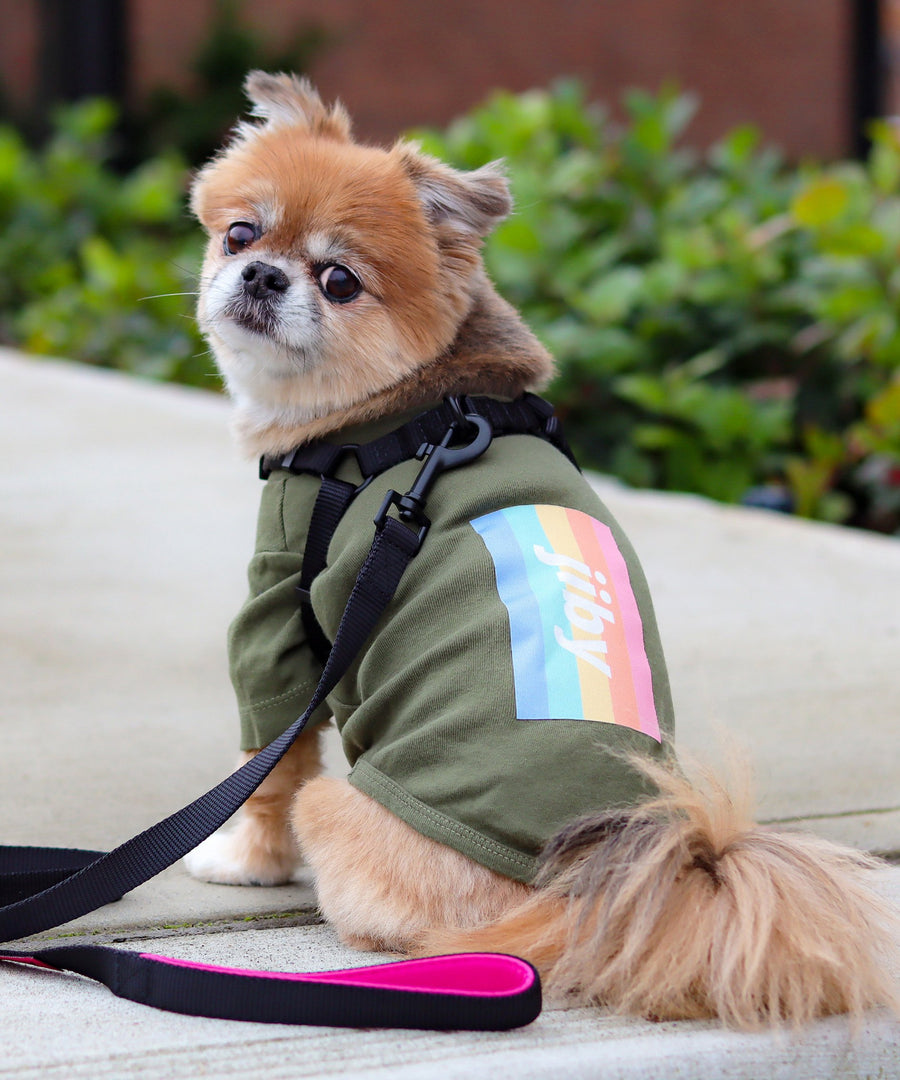 Pomeranian dog wearing JIBY step-in harness + leash in black with JIBY Kink Logo custom engraved dog tag and JIBY Rainbow T-shirt in olive
