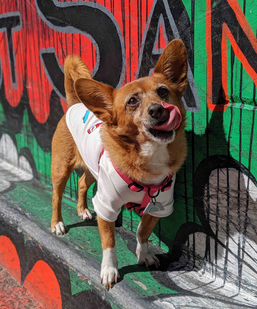 Dog wearing JIBY step-in harness in magenta with JIBY Kink Logo custom engraved dog tag and JIBY Saucy Patches crewneck in white at Clarion Alley