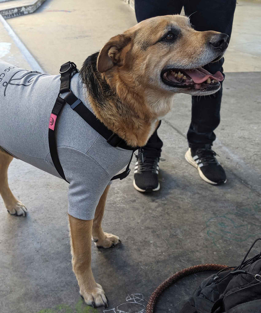 Dog wearing JIBY step-in harness in black and JIBY Skate Dog crewneck in grey