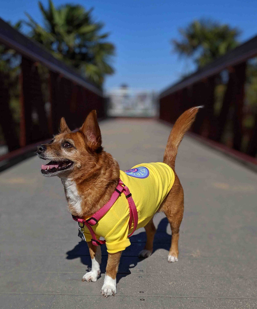 Dog wearing JIBY step-in harness in magenta with JIBY Kink Logo custom engraved dog tag and JIBY Skate Wheel T-shirt in yellow