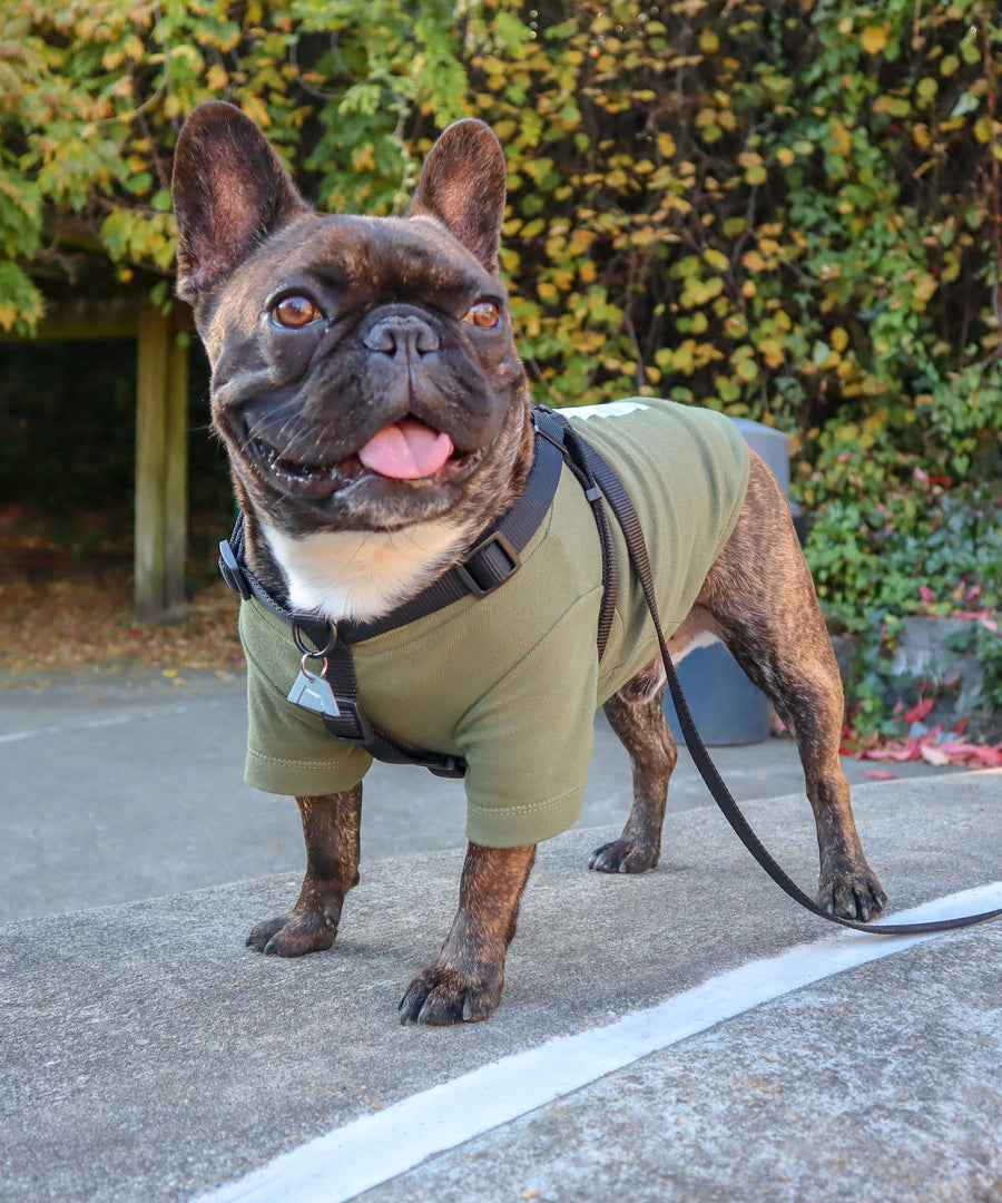Frenchie dog wearing JIBY step-in harness + leash in black with JIBY Kink Logo custom engraved dog tag and JIBY Rainbow T-shirt in olive at a park