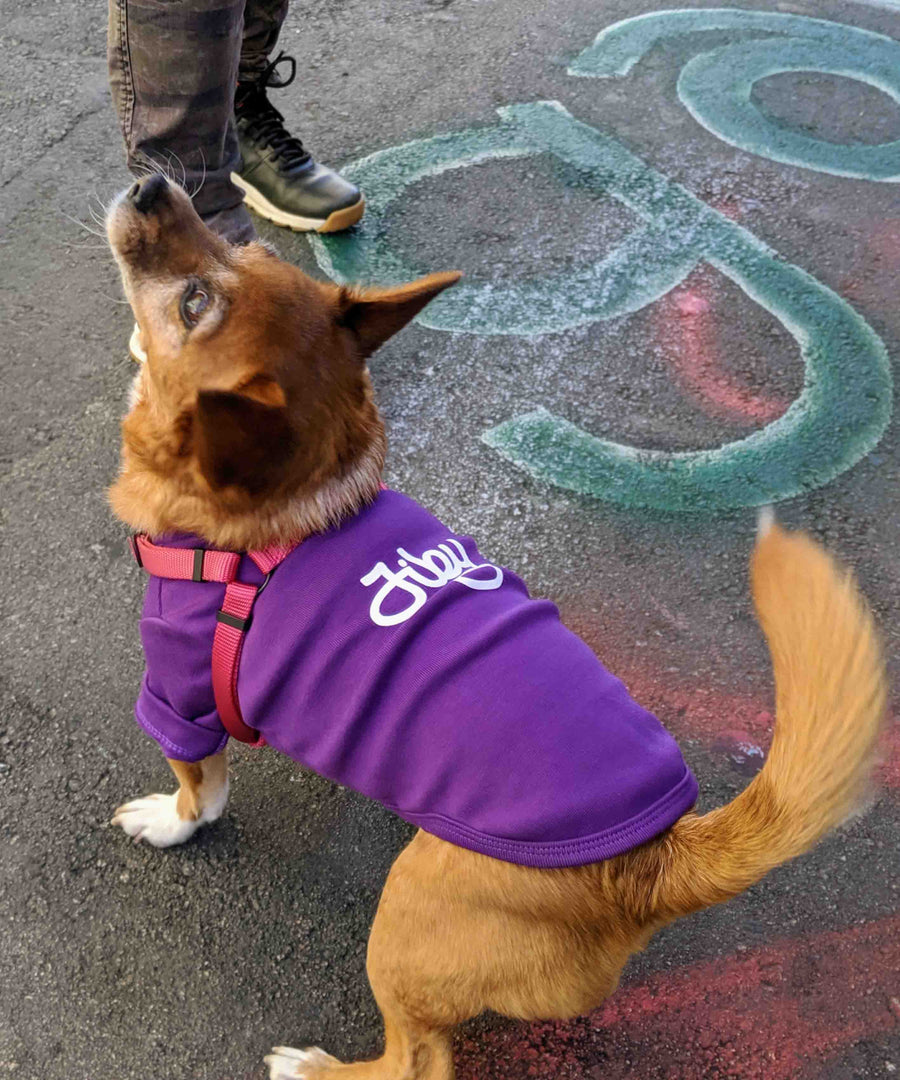 Dog wearing JIBY step-in harness in magenta and JIBY Tag crewneck in purple at Clarion Alley