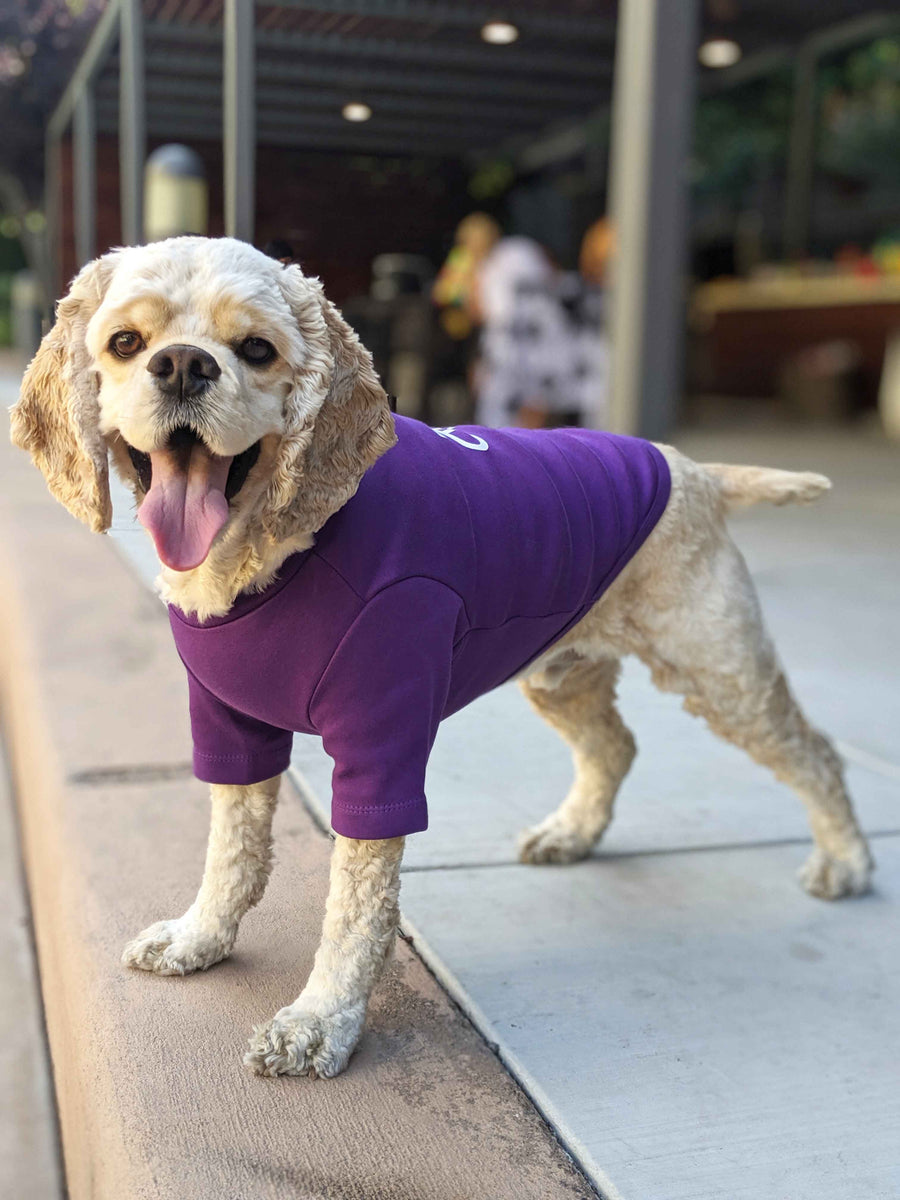 Dog wearing JIBY Tag crewneck in purple