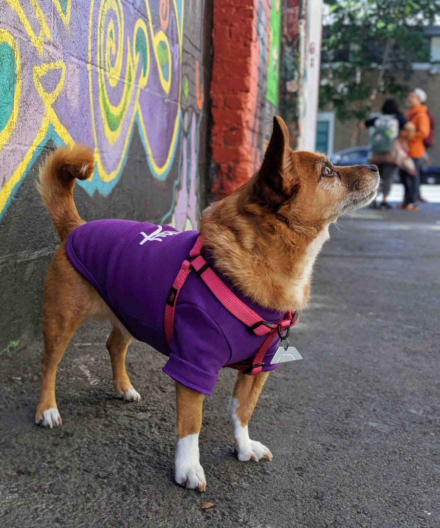 Dog wearing JIBY step-in harness in magenta with JIBY Kink Logo custom engraved dog tag and JIBY Tag crewneck in purple at Clarion Alley