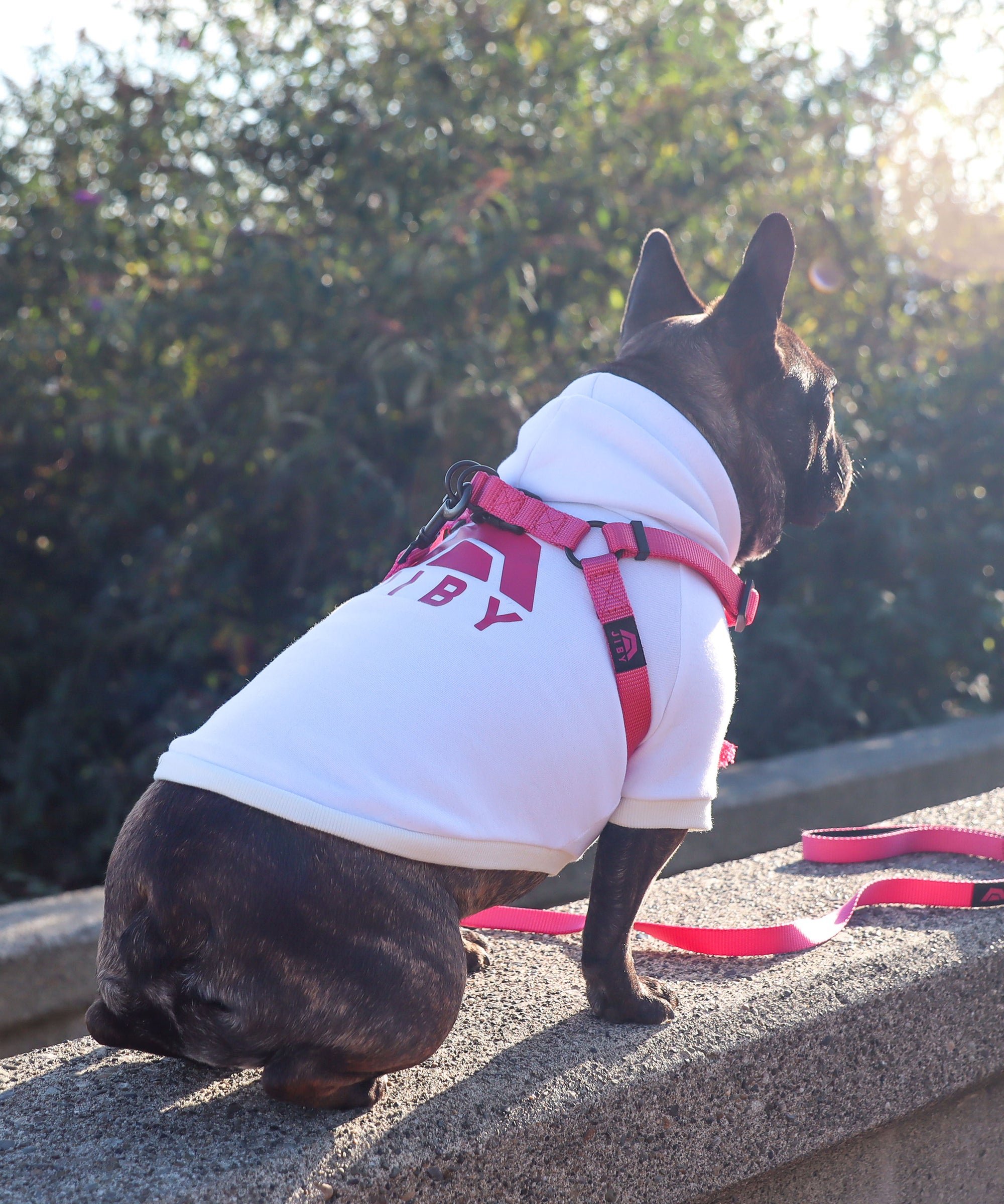 Frenchie dog wearing JIBY step-in harness + leash in magenta and JIBY XL Kink Logo hoodie in white at a park