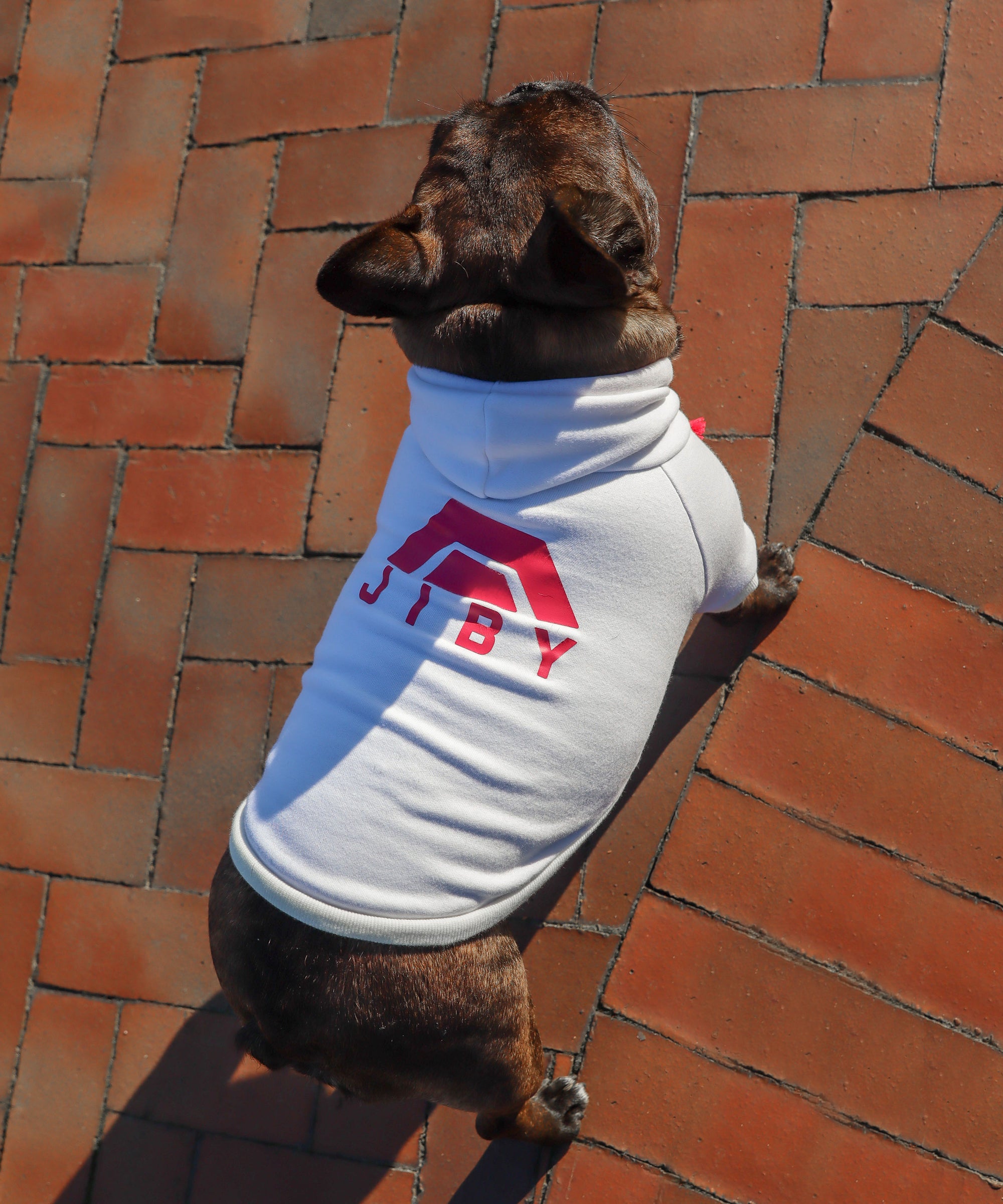 Frenchie dog wearing JIBY XL Kink Logo hoodie in white at a park