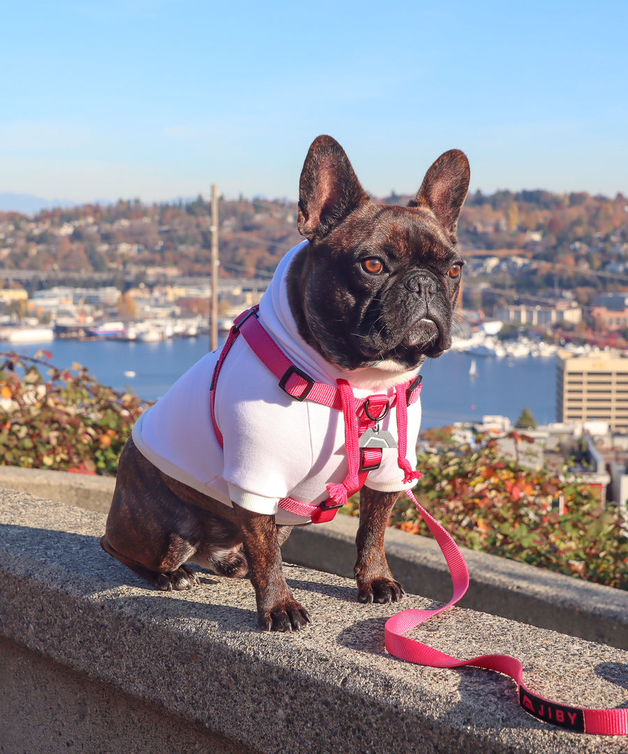 Frenchie dog wearing JIBY step-in harness + leash in magenta with JIBY Kink Logo custom engraved dog tag and JIBY XL Kink Logo hoodie in white at a park